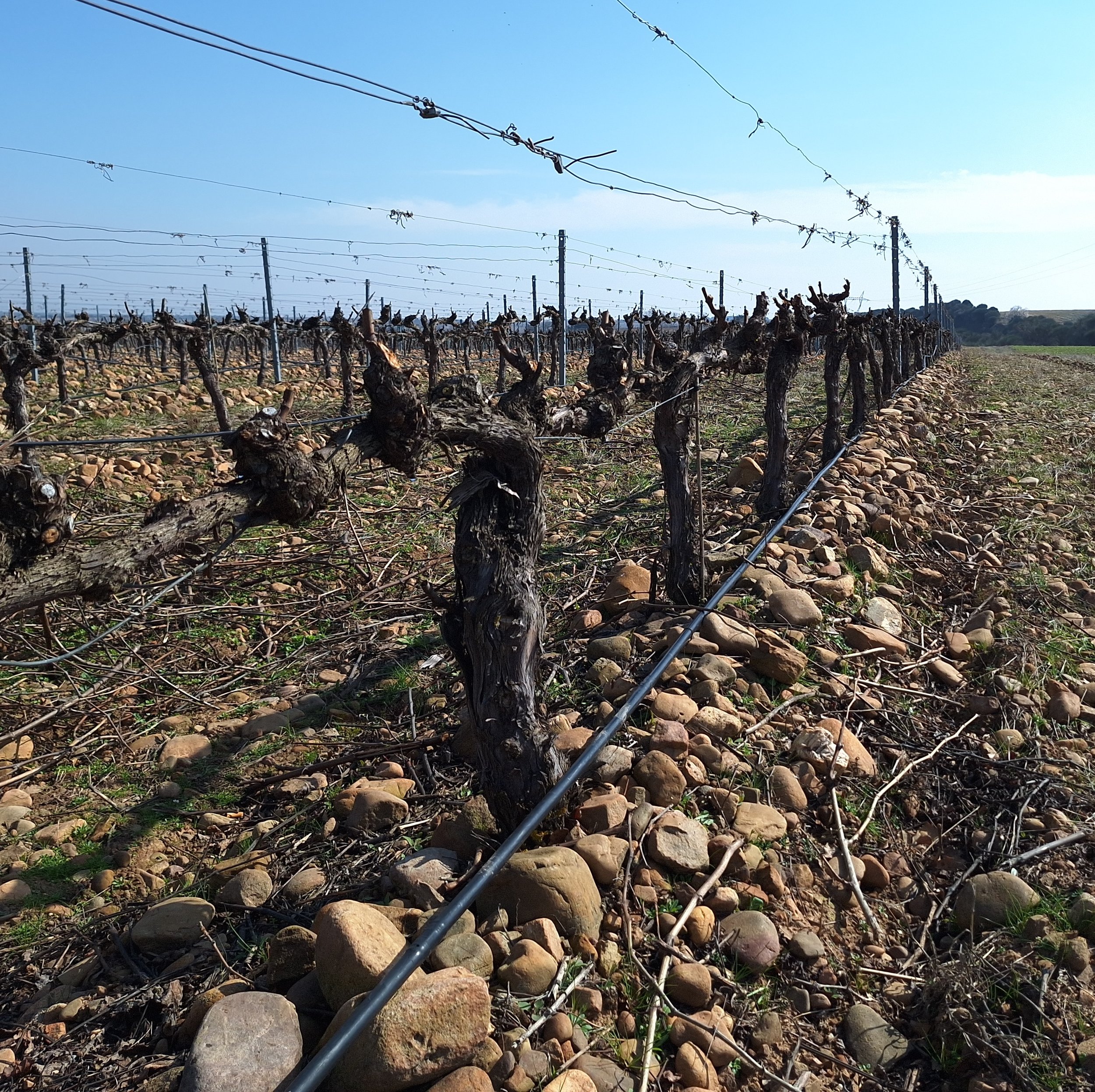 Viñedos de Casa La Rad en el Valle de Ocón, Rioja Oriental