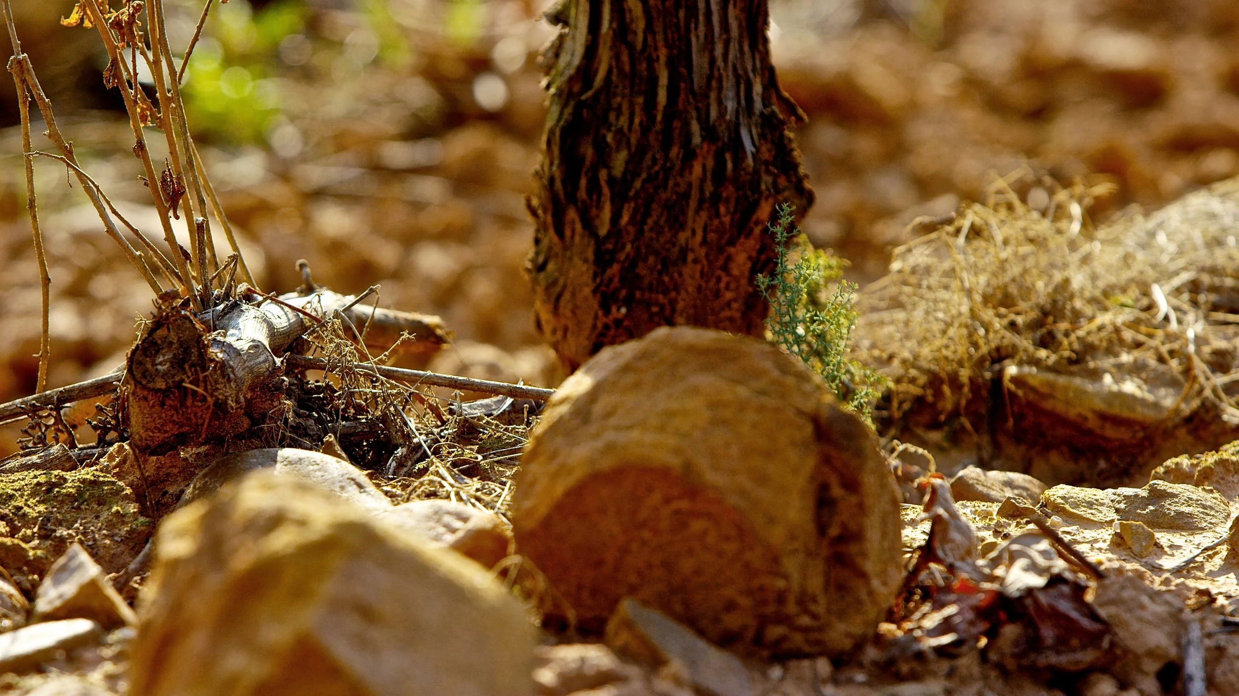 Tronco de una viña vieja en los suelos rocosos de la Finca Casa La Rad, en la Rioja Oriental