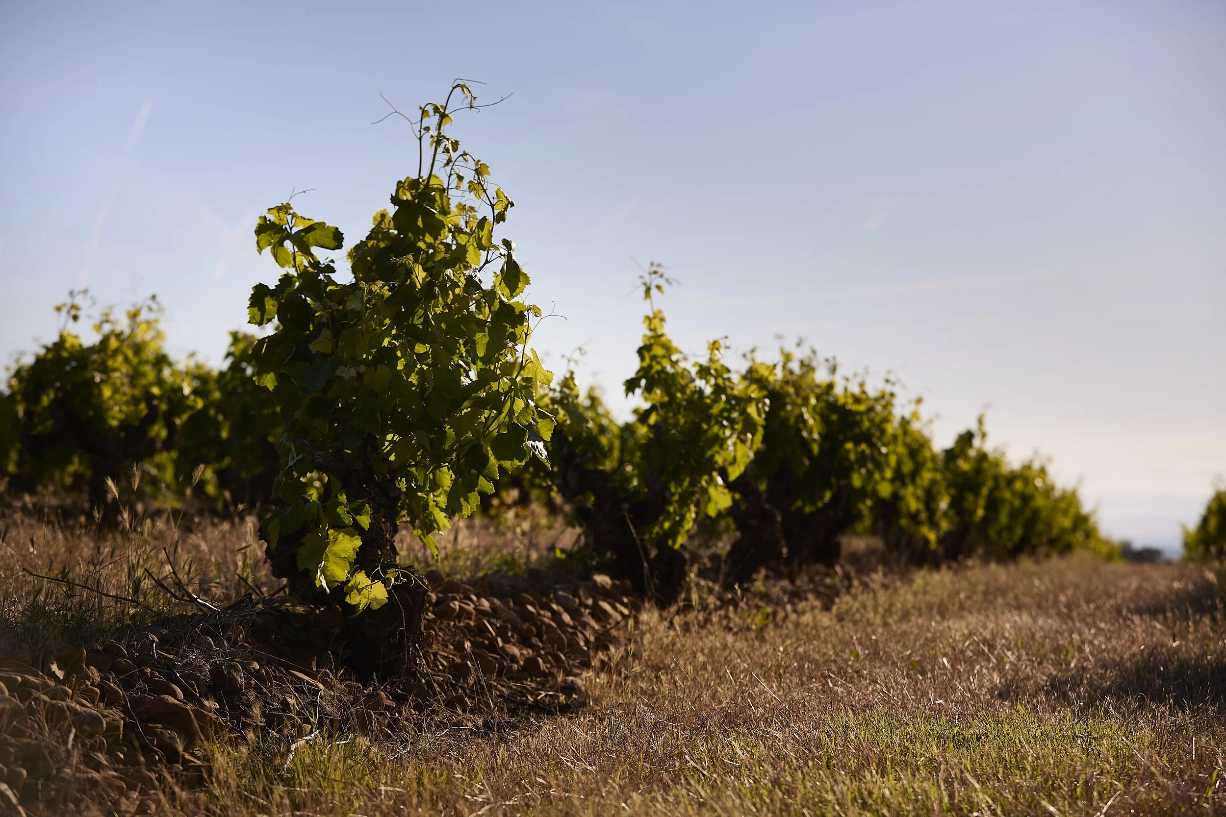 Viñedo tradicional de Rioja Oriental en Casa La Rad