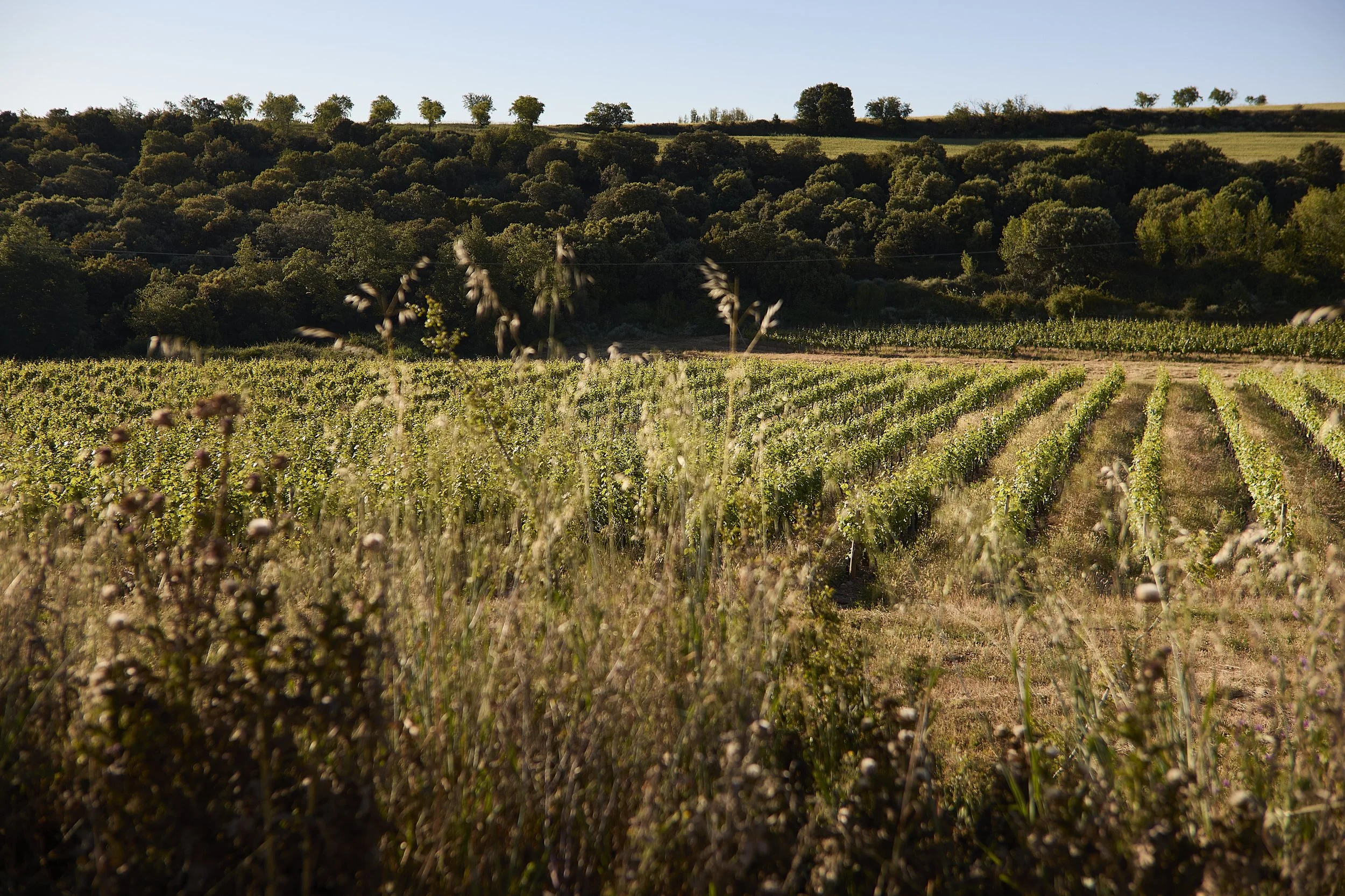 Viñedos de Casa La Rad con cubierta vegetal en Rioja Oriental