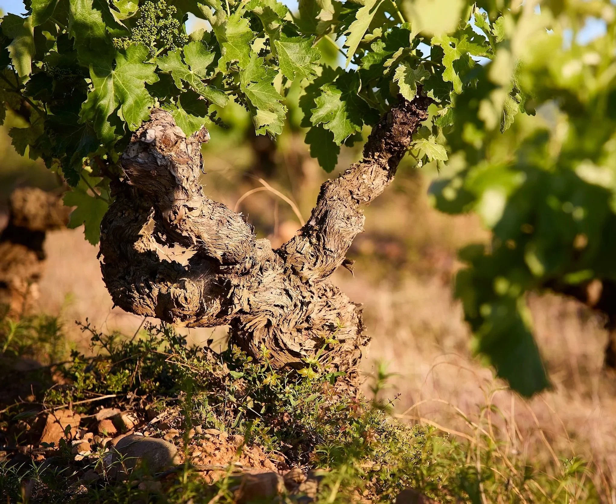 Cepa vieja de garnacha en vaso en Casa La Rad