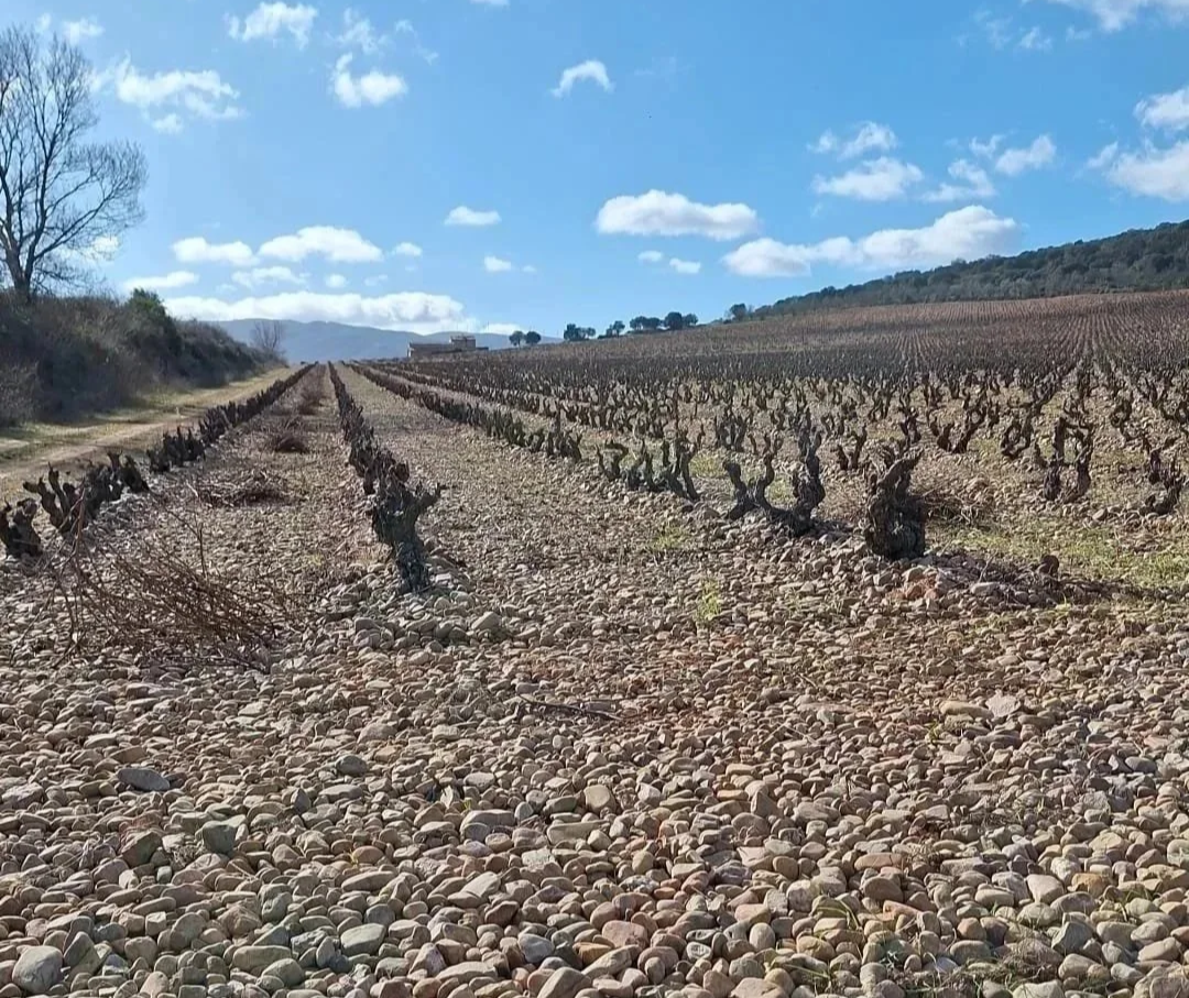 Viñas viejas plantadas en suelos extremadamente rocosos en Casa La Rad, en la Rioja Oriental.