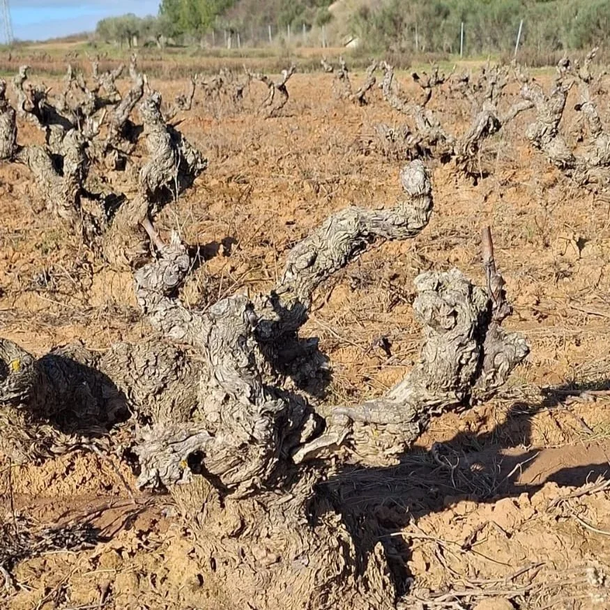 Viñedo viejo de Casa La Rad con suelos pedregosos en Rioja Oriental