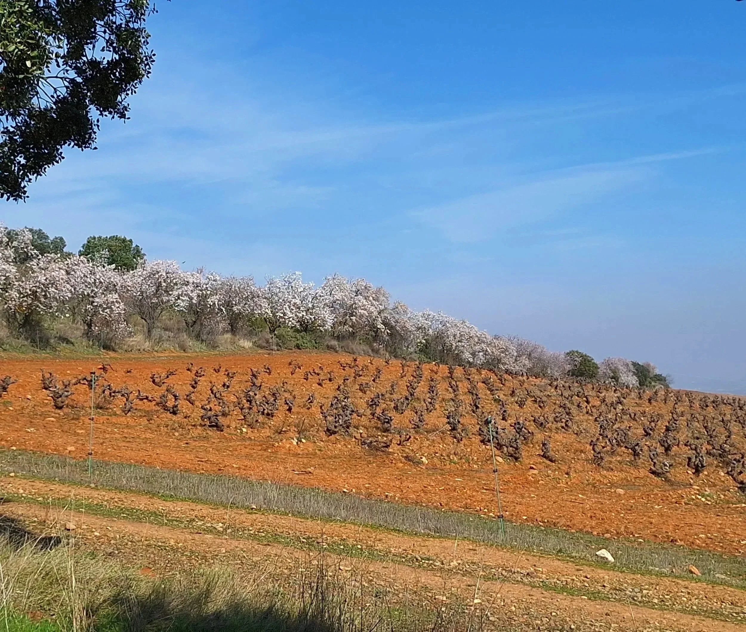 Viñedo en ladera con almendros en flor en Rioja Oriental