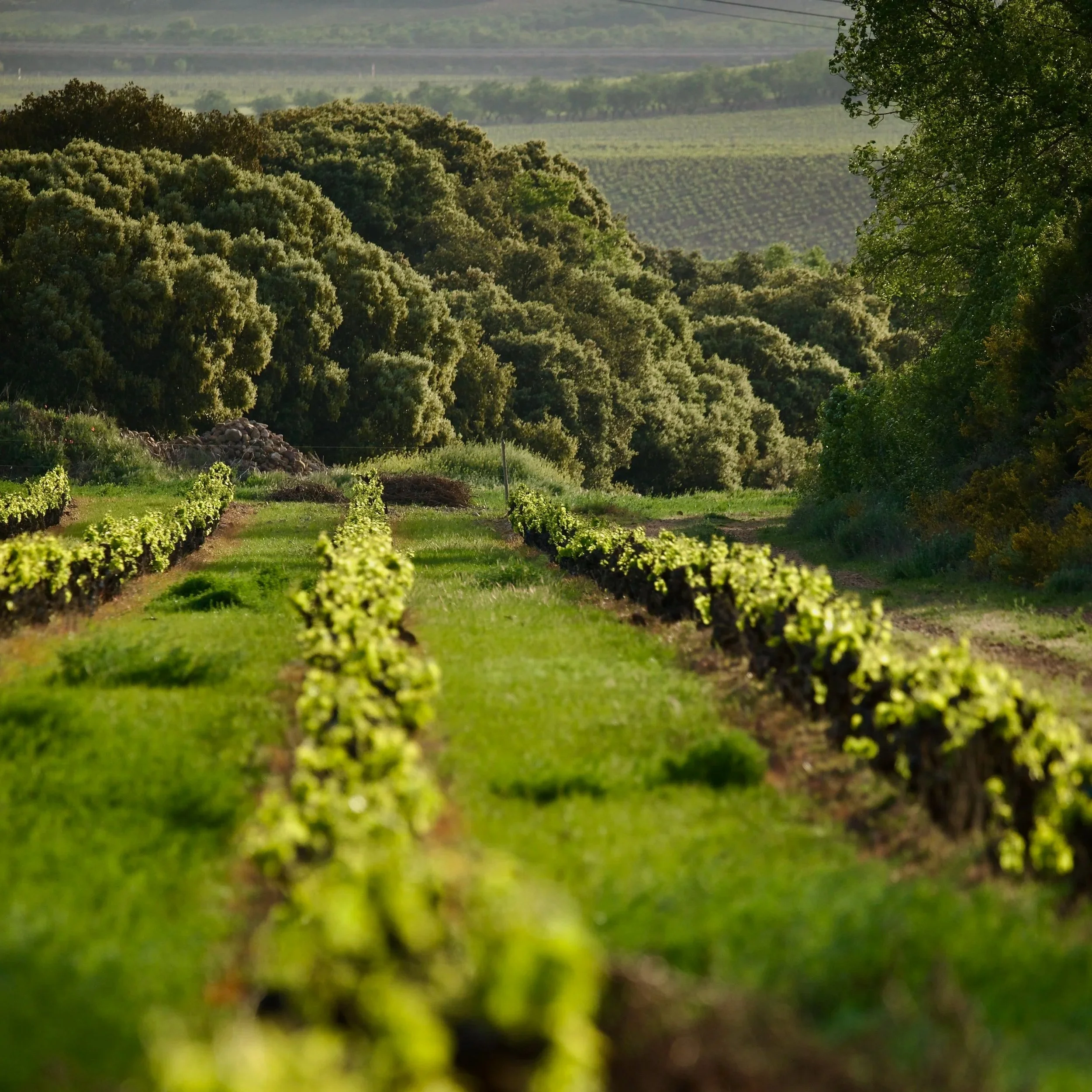 Old vines growing in the biodiverse landscape of Casa la Rad, in Rioja Oriental.