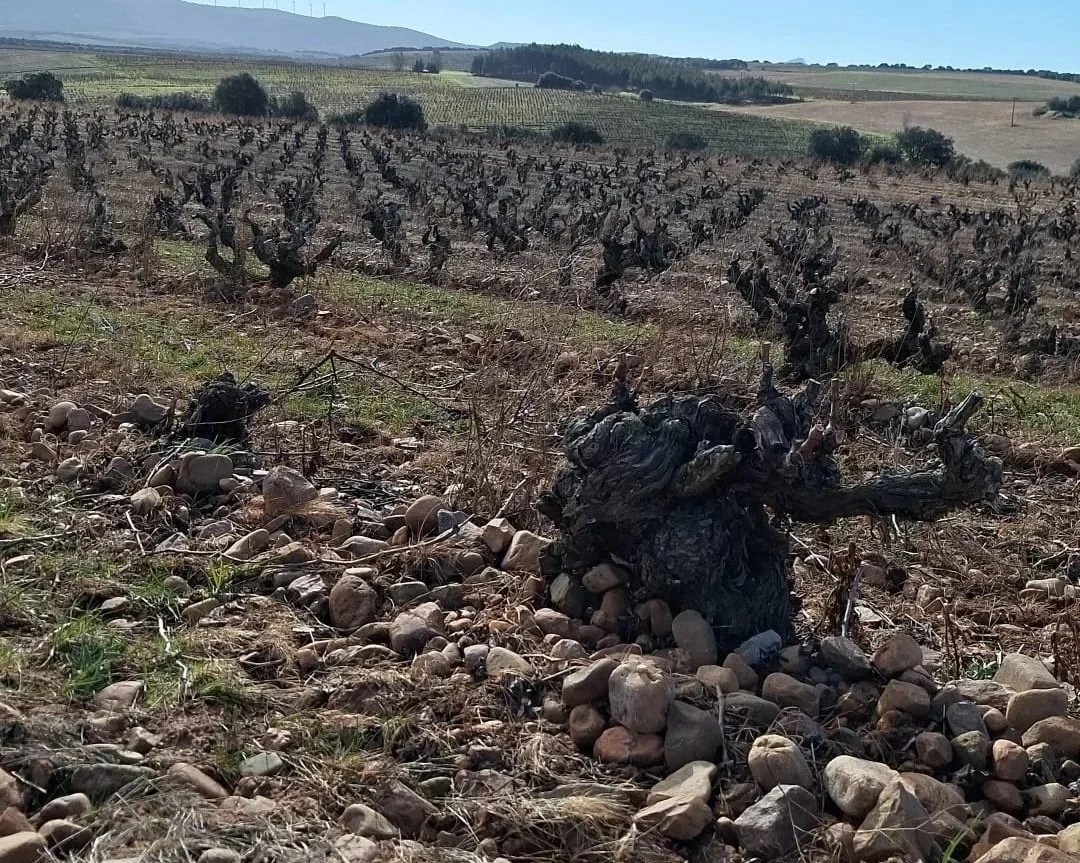 Paisaje del viñedo de Casa La Rad en Rioja Oriental