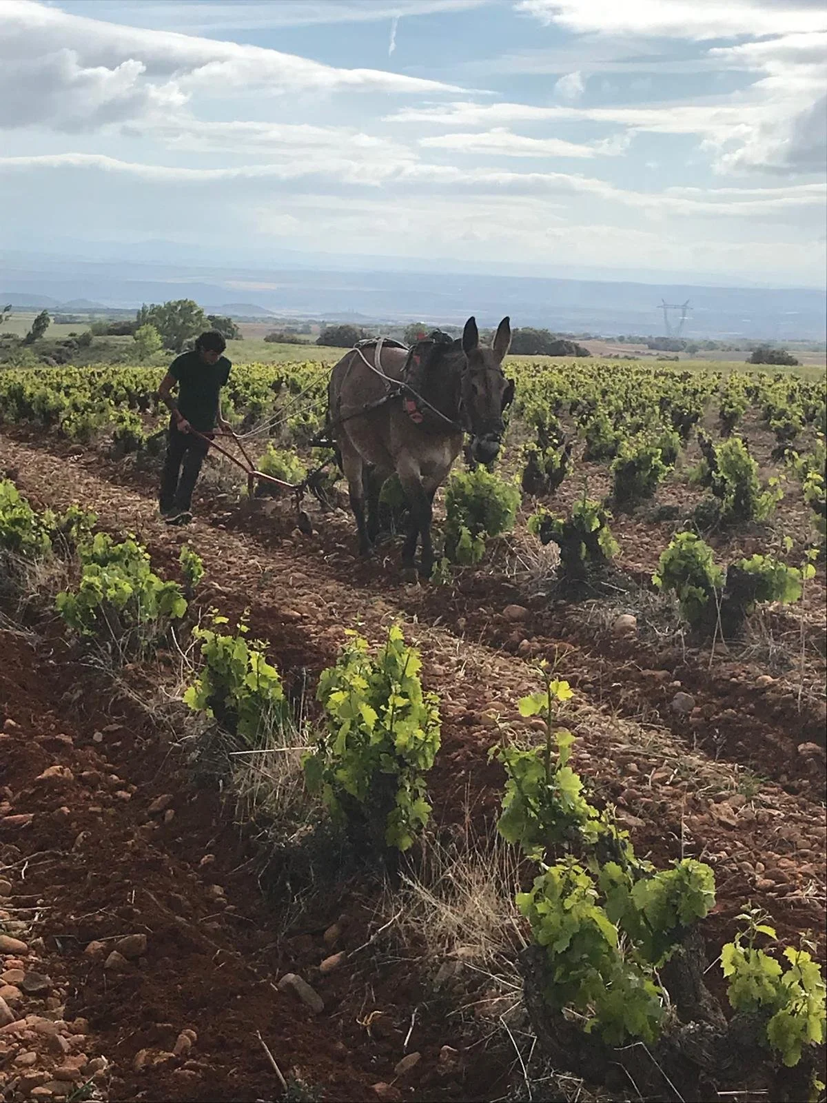 Trabajo tradicional del viñedo con mulas en Casa La Rad
