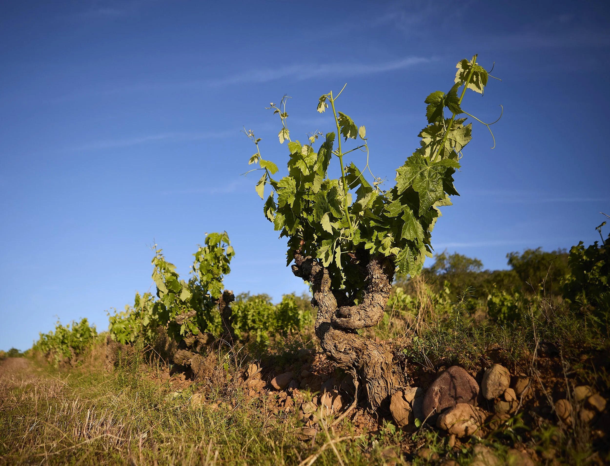 Cepa en vaso en el viñedo de Casa La Rad bajo cielo azul en Rioja Oriental