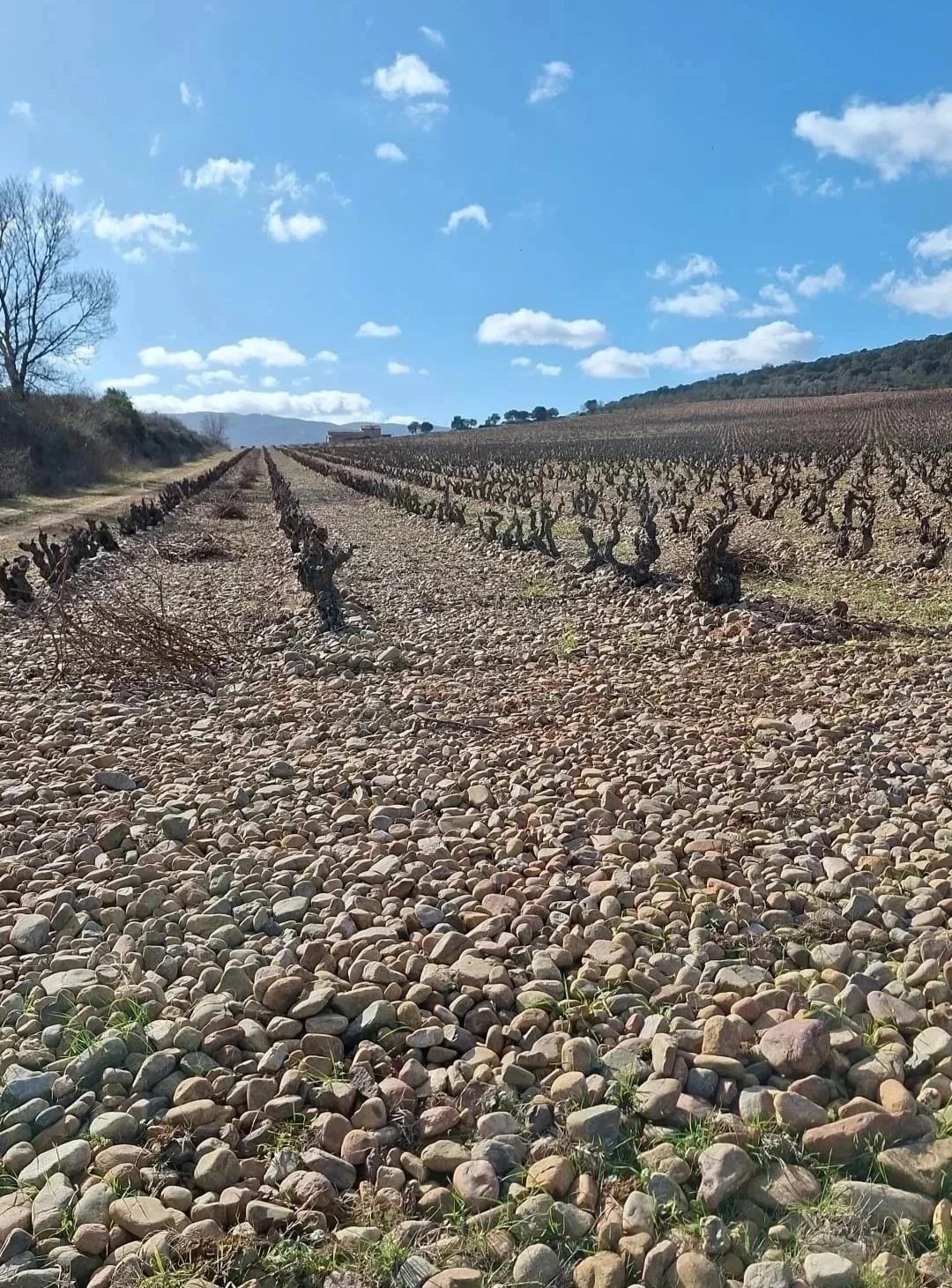 Cepas antiguas en el suelo pedroso de la finca de Casa La Rad en Rioja Oriental