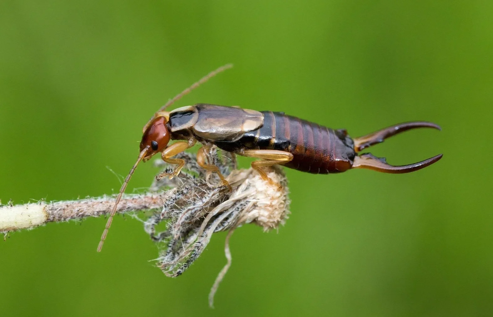 Insectos beneficiosos en el ecosistema del viñedo de Casa La Rad