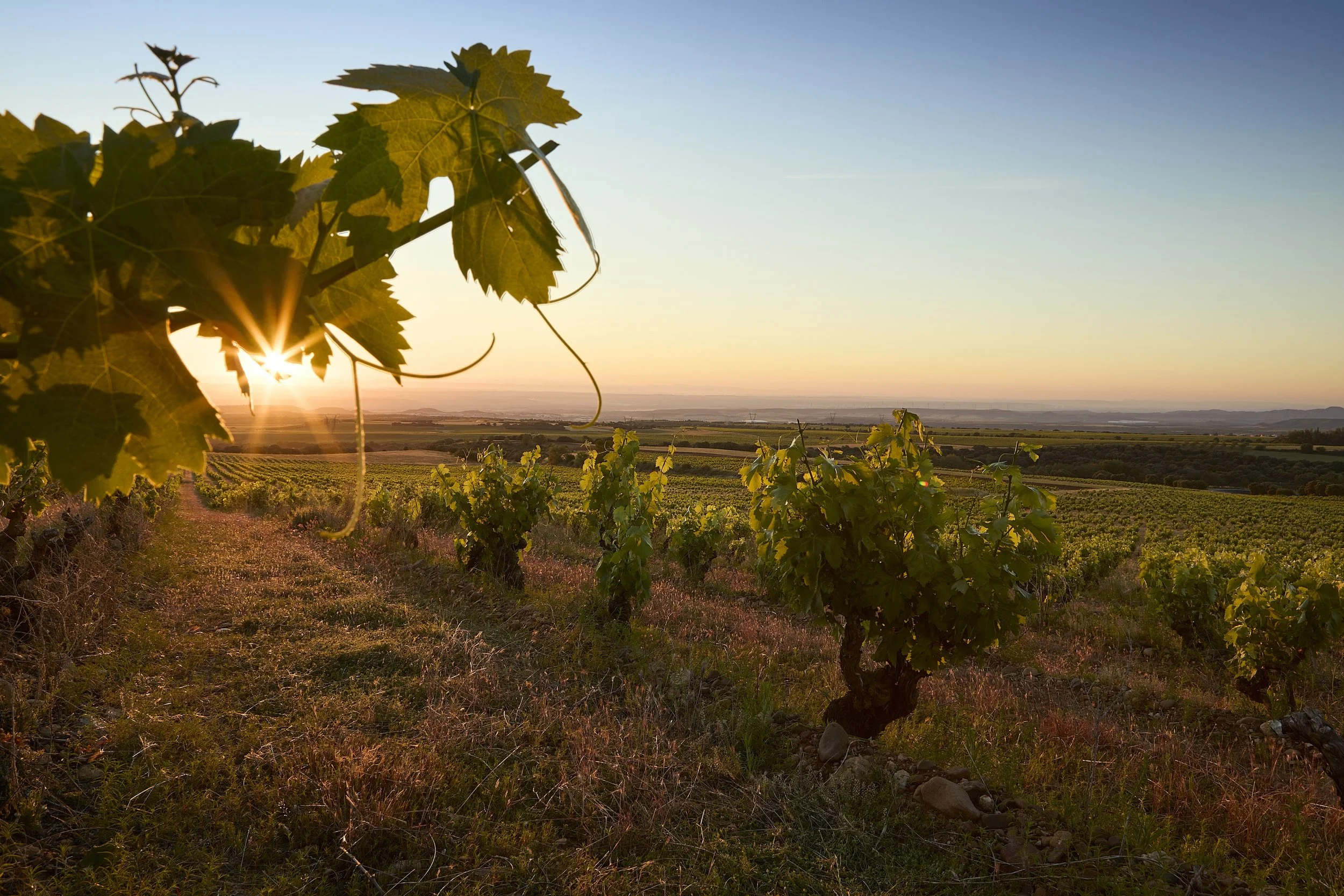 Los viñedos de Casa La Rad al amanecer en la Rioja Oriental
