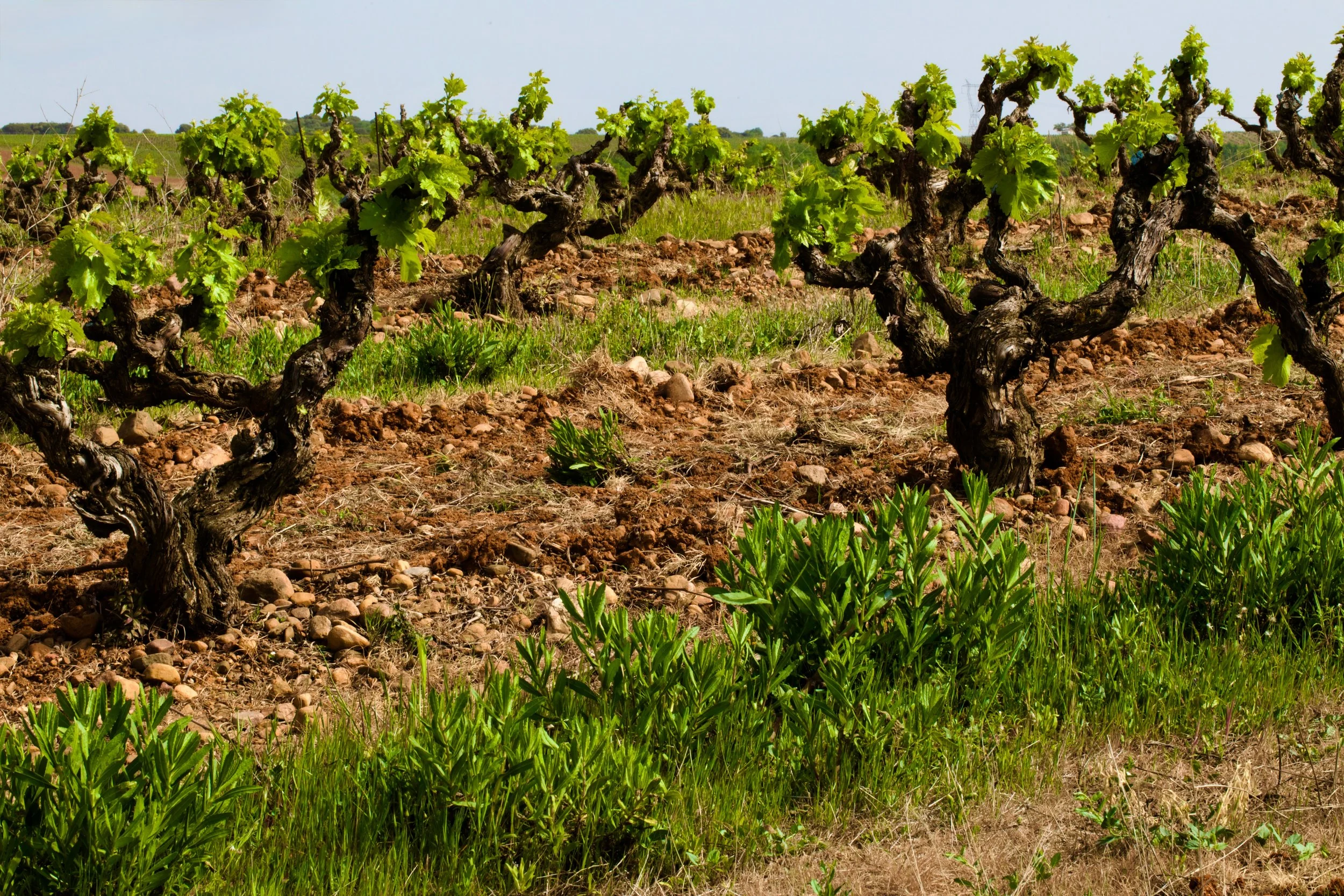 Viñas viejas cultivadas en vaso con cubierta vegetal natural en Casa La Rad, en la Rioja Oriental.