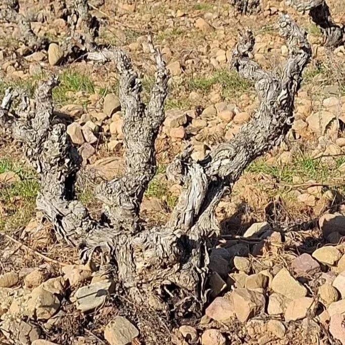 Cepas viejas de garnacha en viñedo de altura en Rioja Oriental