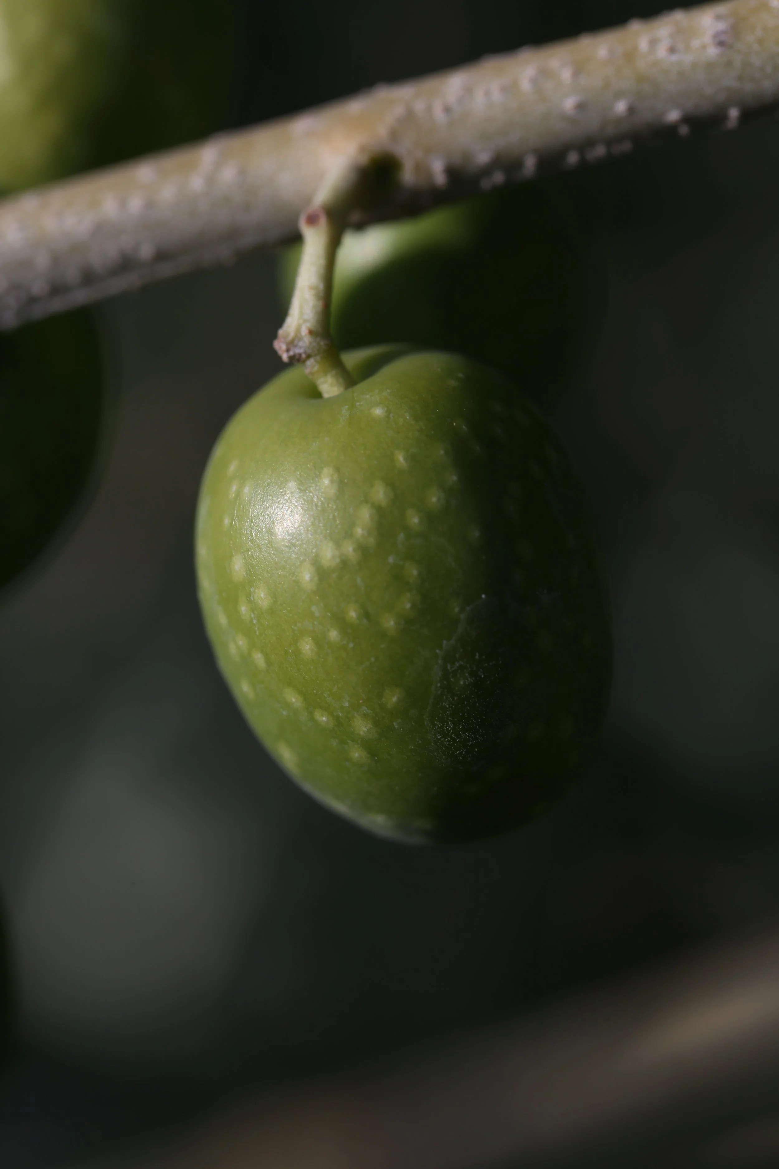 Un olivo cerca de los viñedos de Casa La Rad