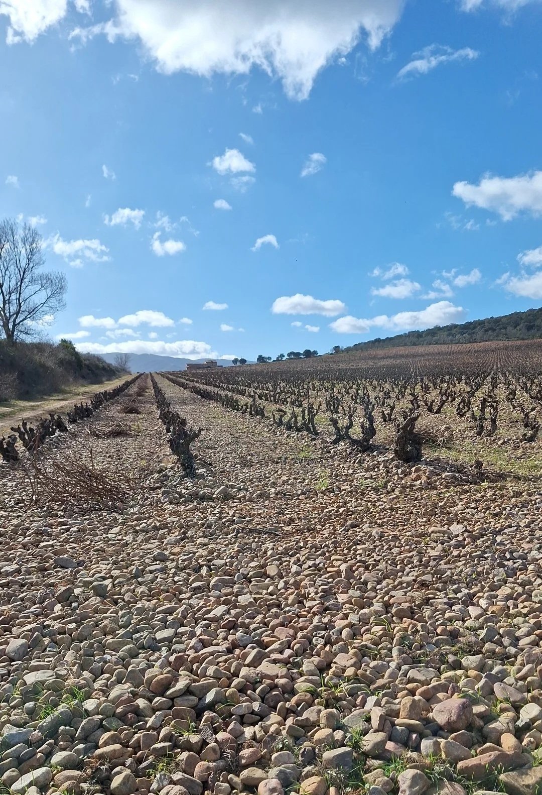 Viñedo en vaso sobre suelo pedregoso en la finca Casa La Rad, Rioja Oriental, con hileras de cepas entre piedras y paisaje abierto