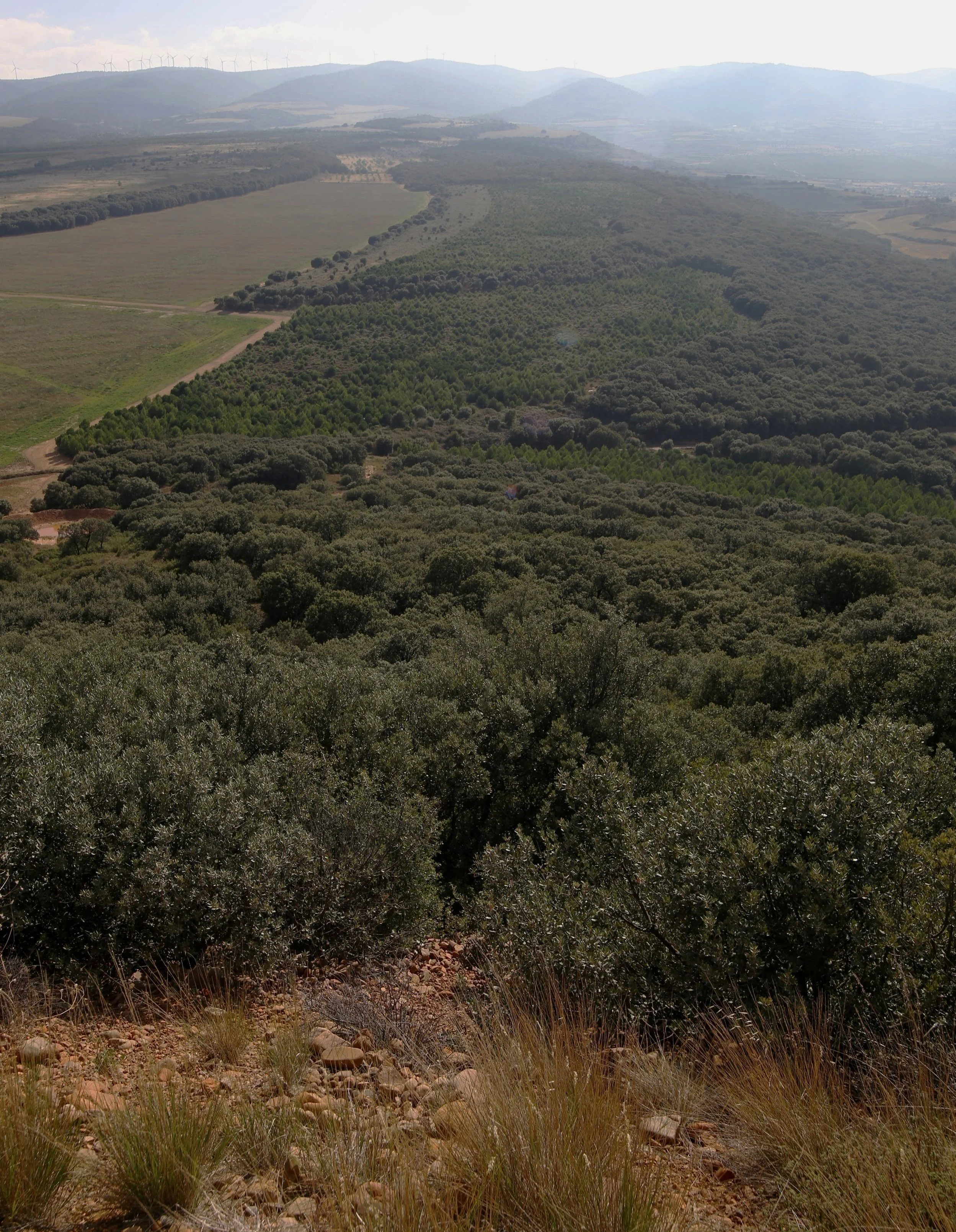 Bosques y viñedos en la finca Casa La Rad en Rioja Oriental