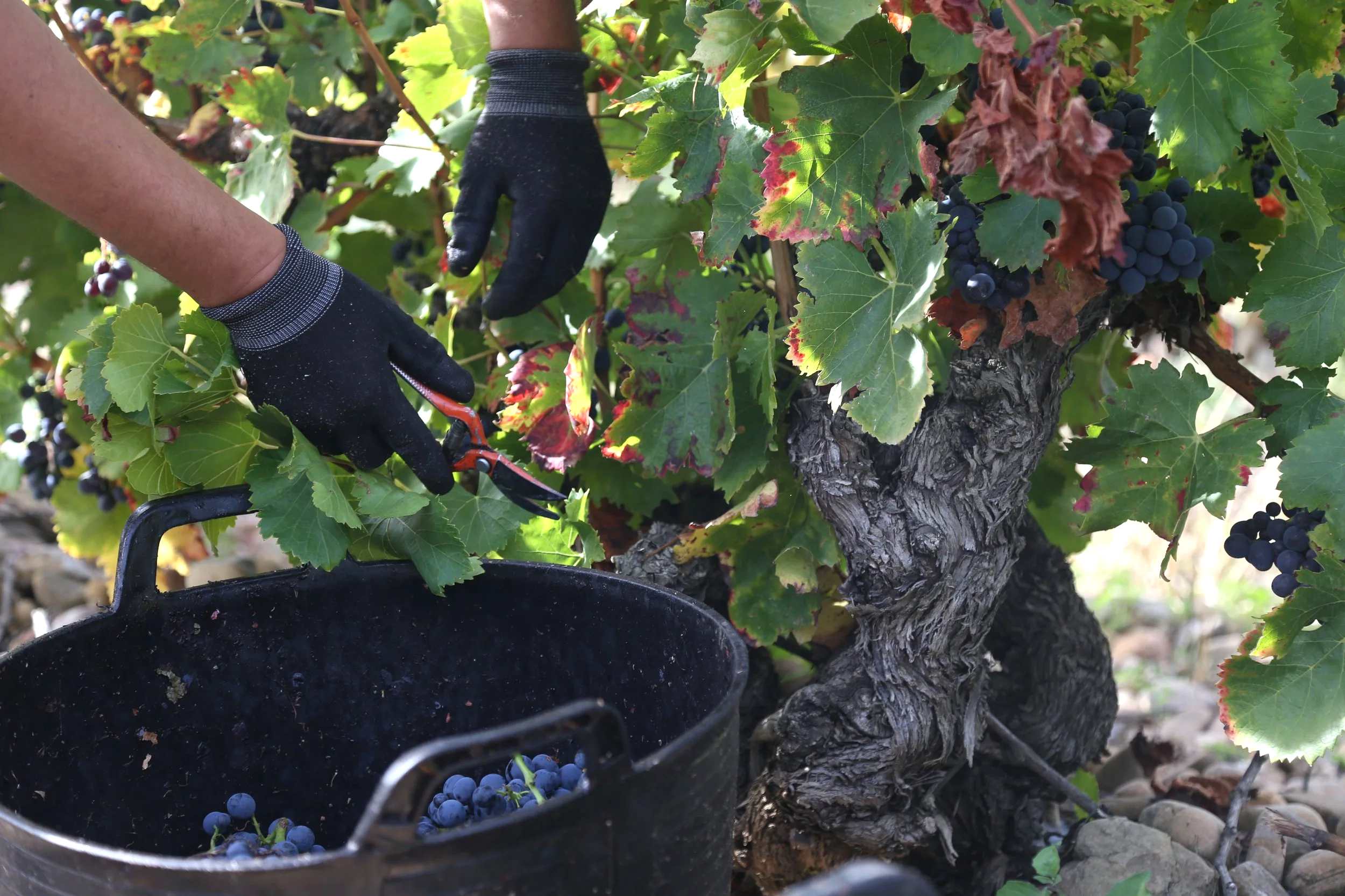 Uvas de garnacha vendimiadas a mano en los viñedos de Casa La Rad, en la Rioja Oriental