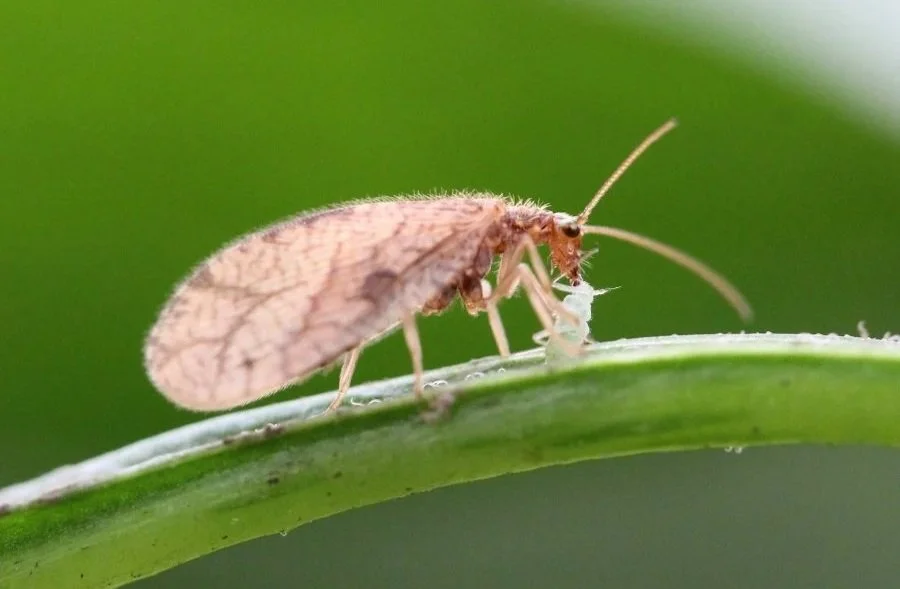 Insectos beneficiosos en el ecosistema del viñedo de Casa La Rad