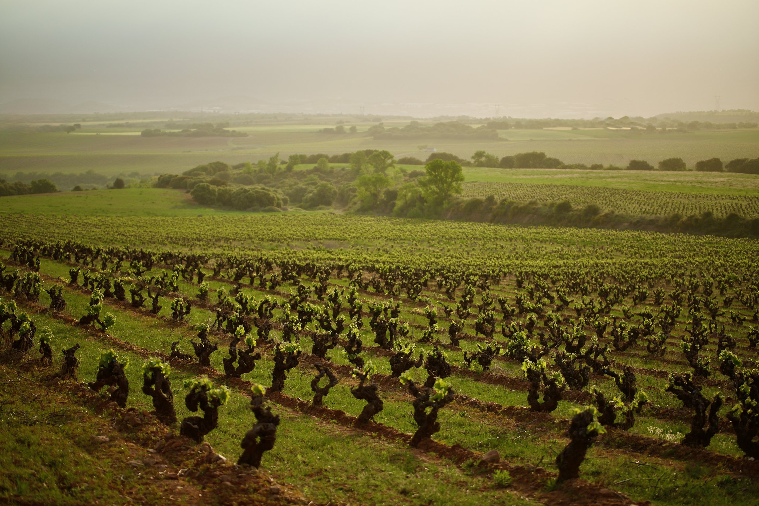 Viñedos y campos agrícolas en un paisaje rural con colinas verdes en Casa La Rad en Rioja Oriental.