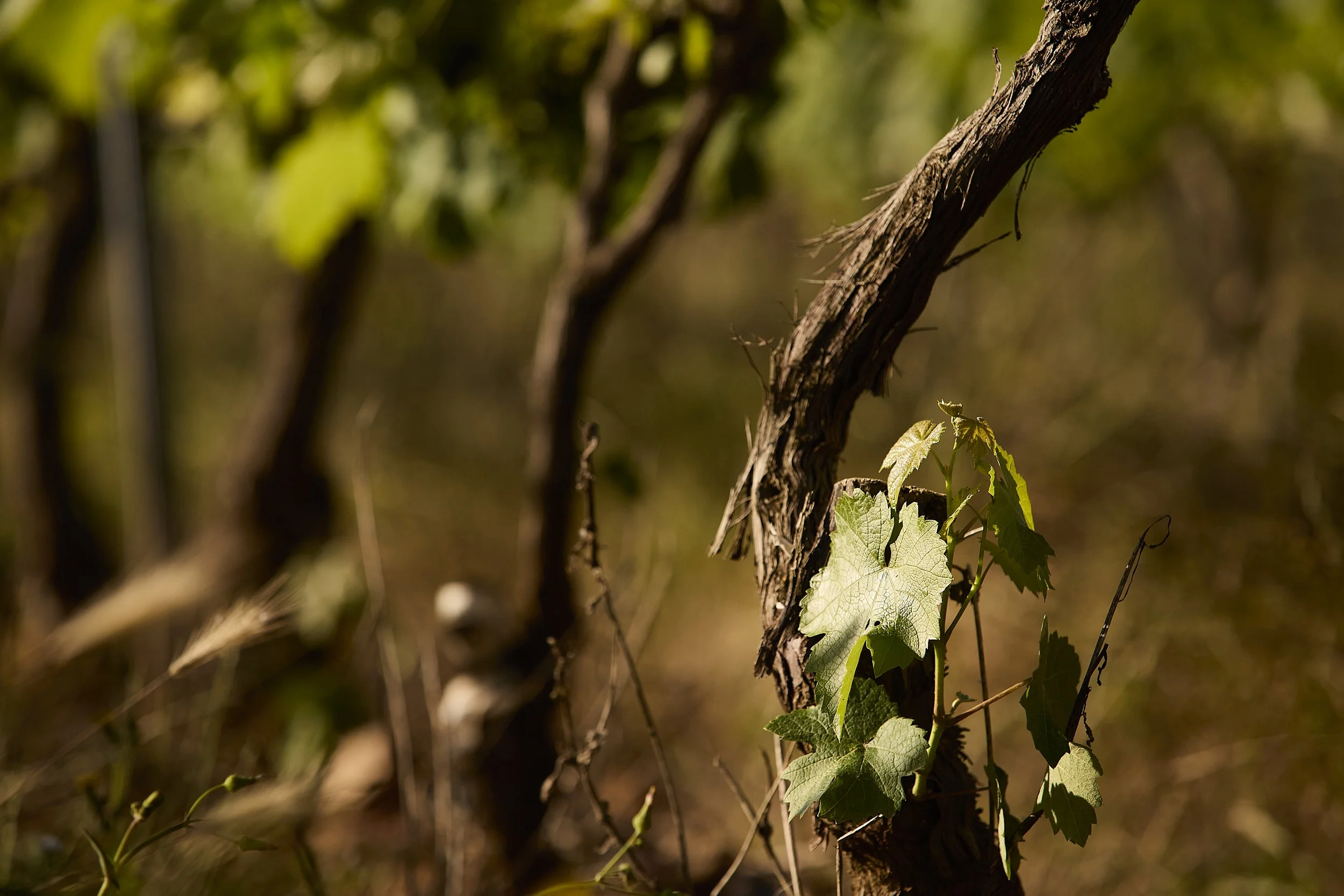 Cepas en el viñedo de Casa La Rad