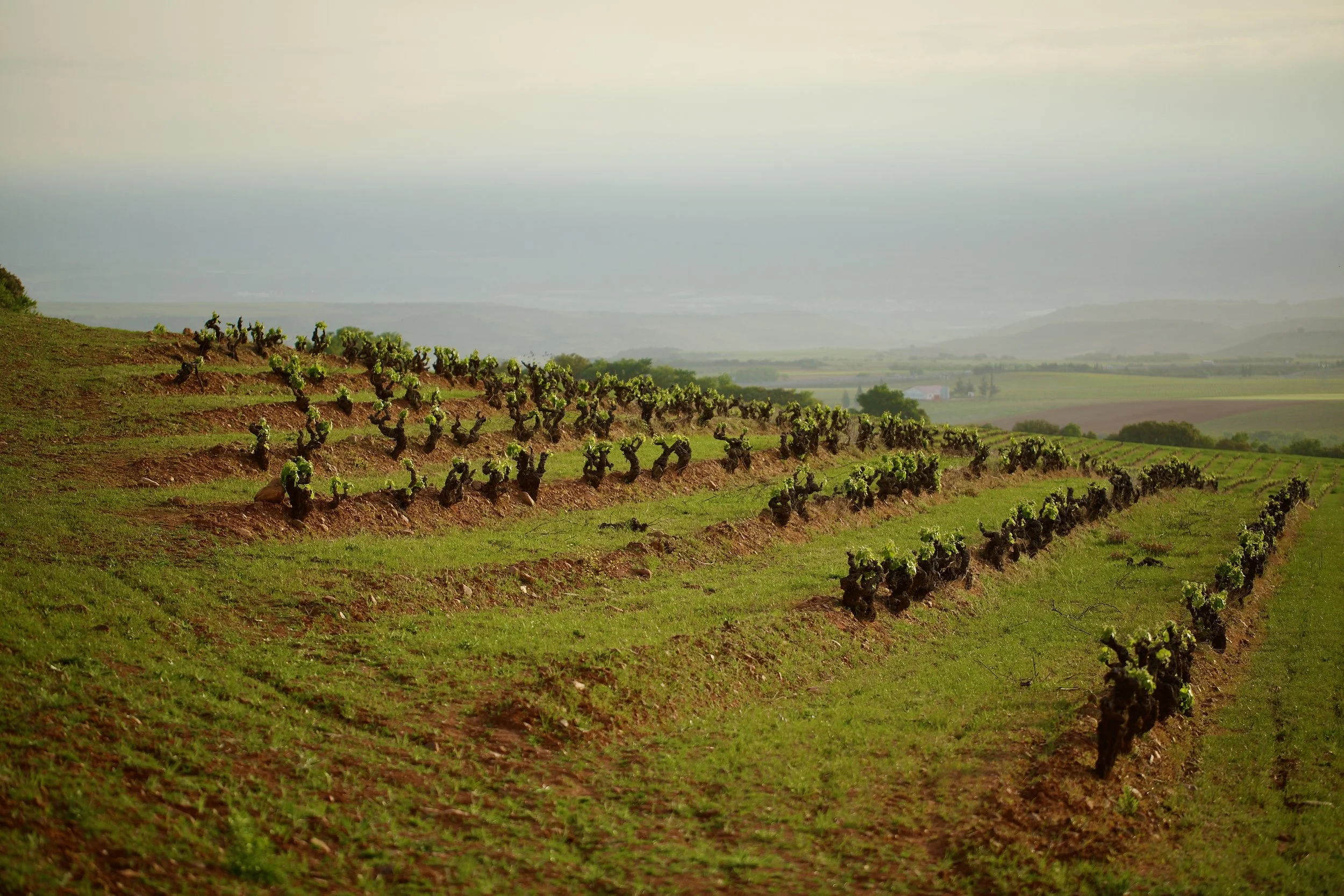 Altitude and Territory | High-Altitude Vineyards in Rioja Oriental Casa ...