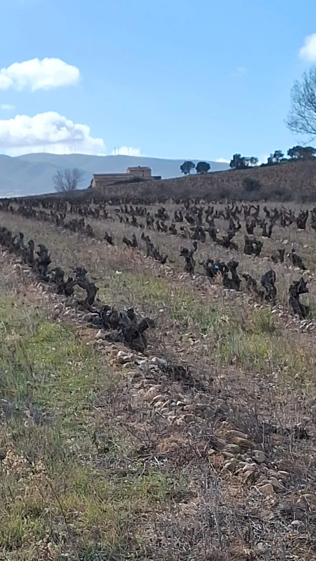 Viñedo Casa La Rad con la Casa de La Rad al fondo, Rioja Oriental