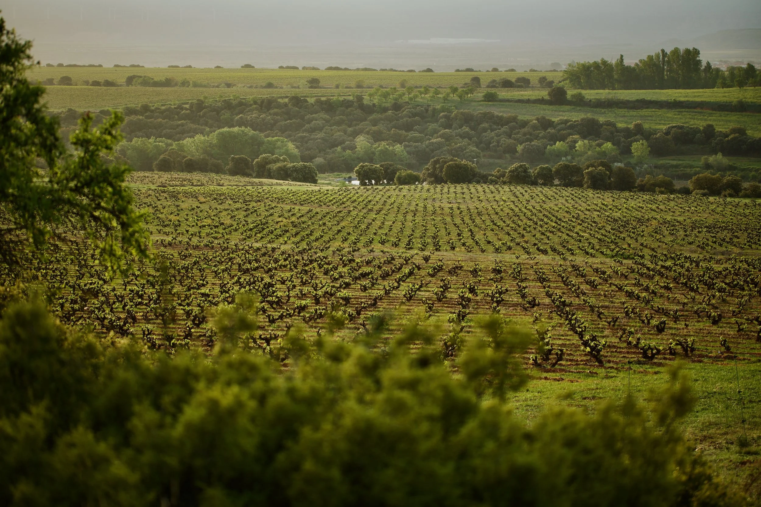 Un viñedo antiguo con cubierta vegetal natural a principios de primavera en Casa La Rad.