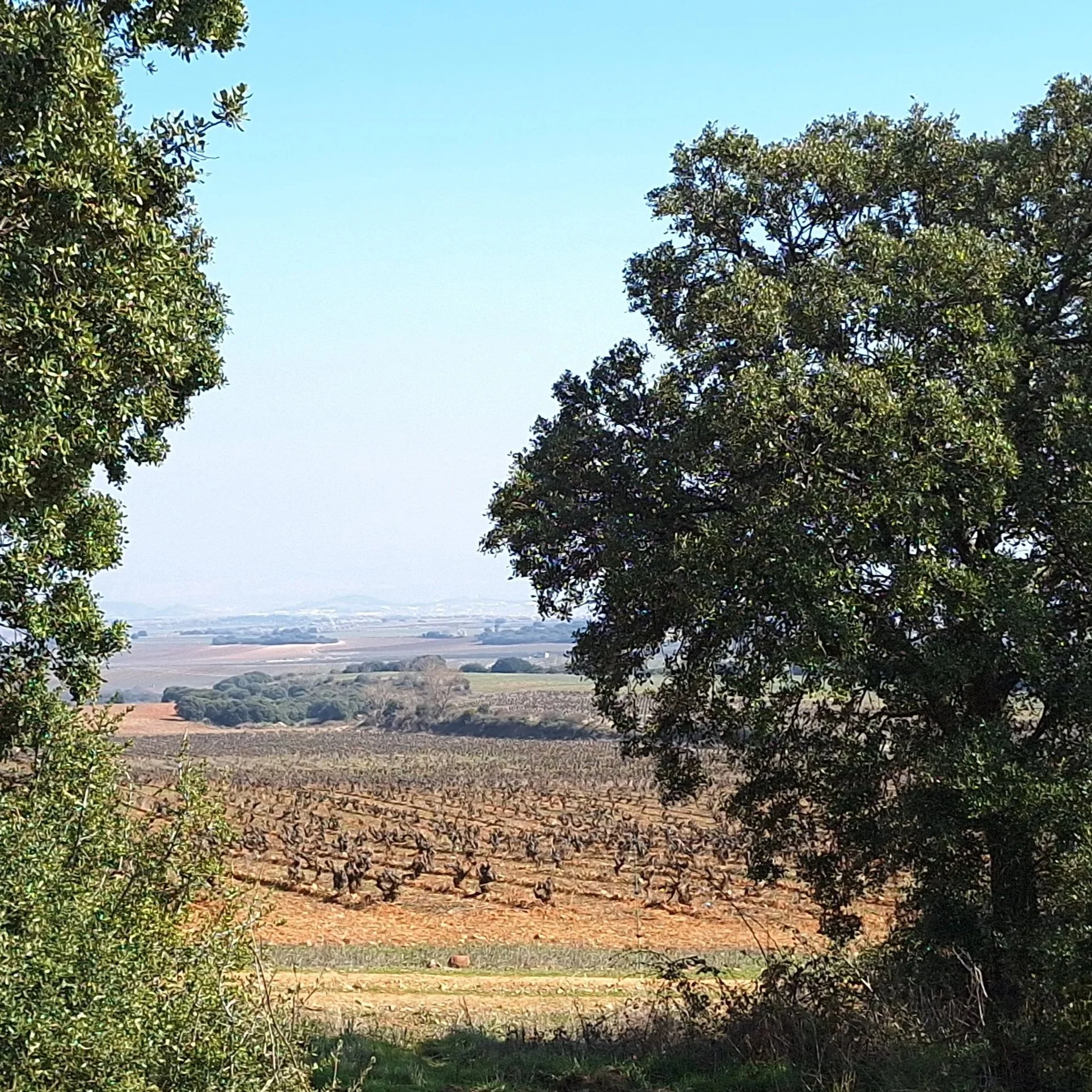 Vista de viñedos de Casa La Rad en Rioja Oriental, enmarcados por árboles y rodeados de paisaje natural y biodiversidad