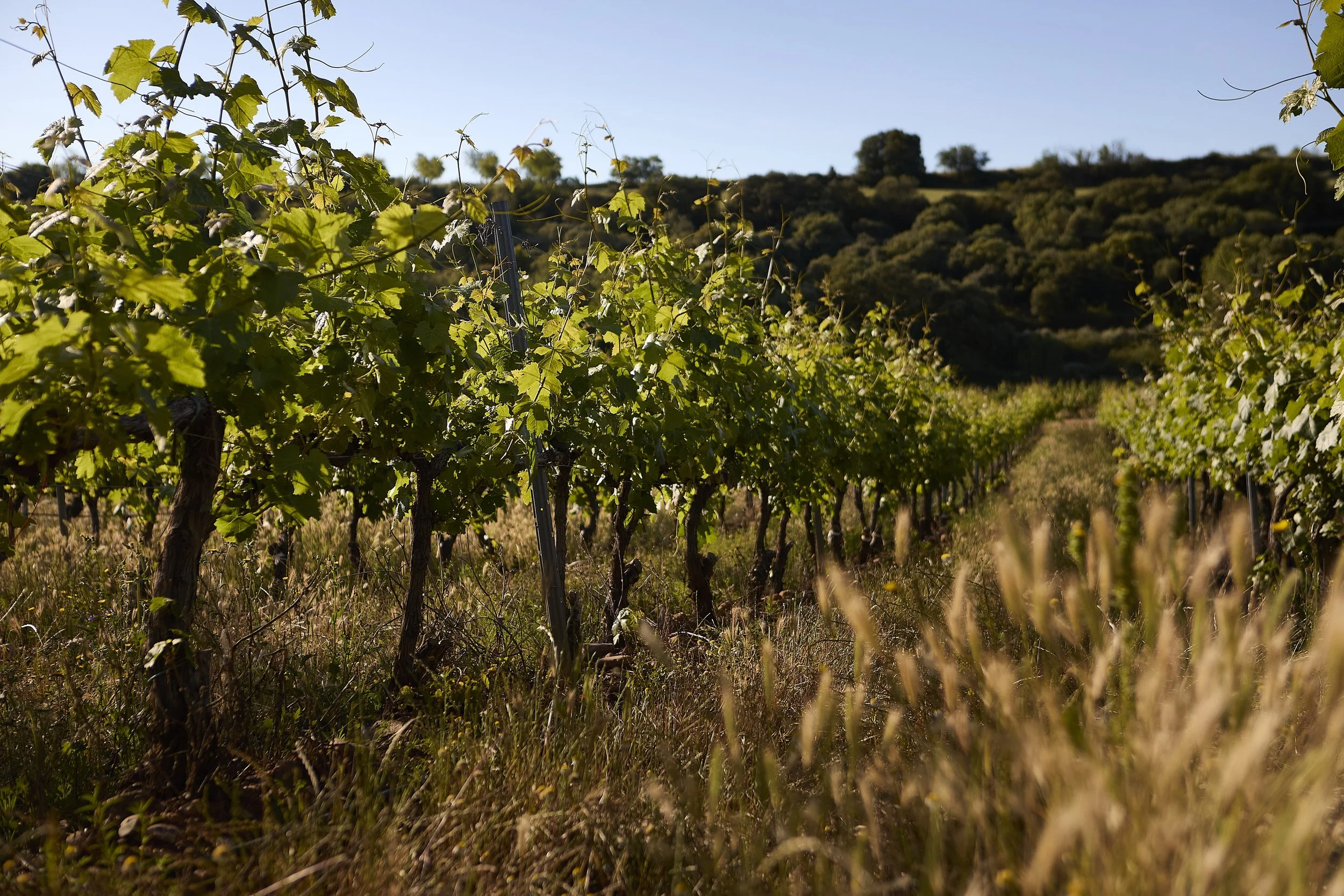 Viñedo con cubierta vegetal autóctonoen Casa La Rad, Rioja Oriental