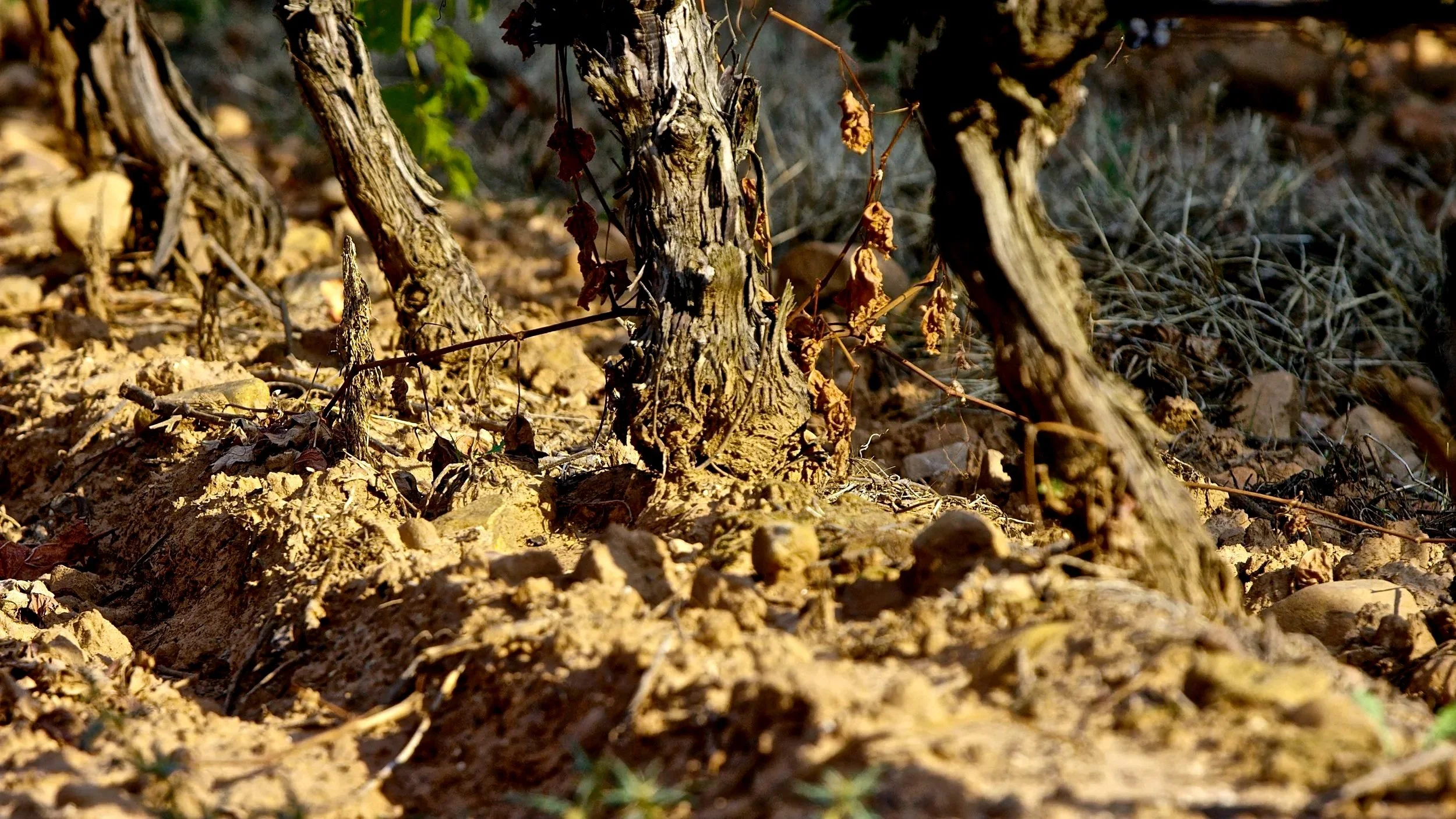 Cepas en el viñedo de Casa La Rad