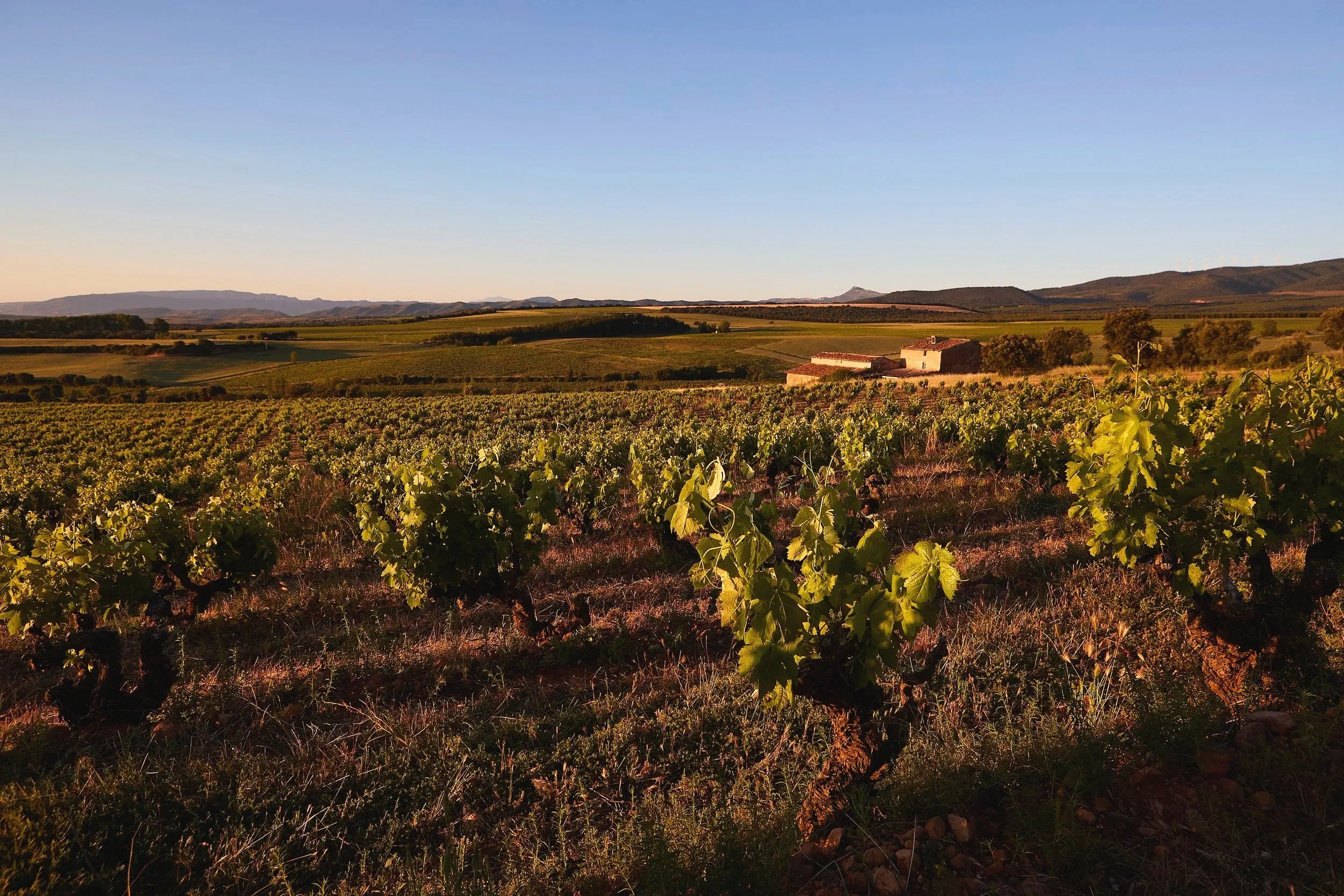 Viñedo Casa La Rad con la casaantigua "de La Rad" en la finca