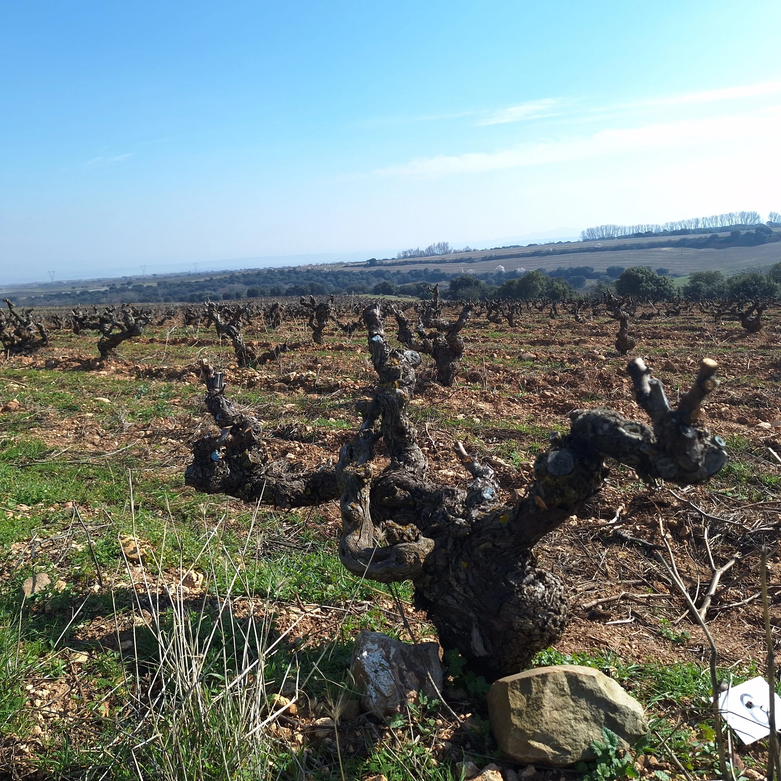 Garnacha de viñas viejas que forma parte del coupage de Alma La Rad