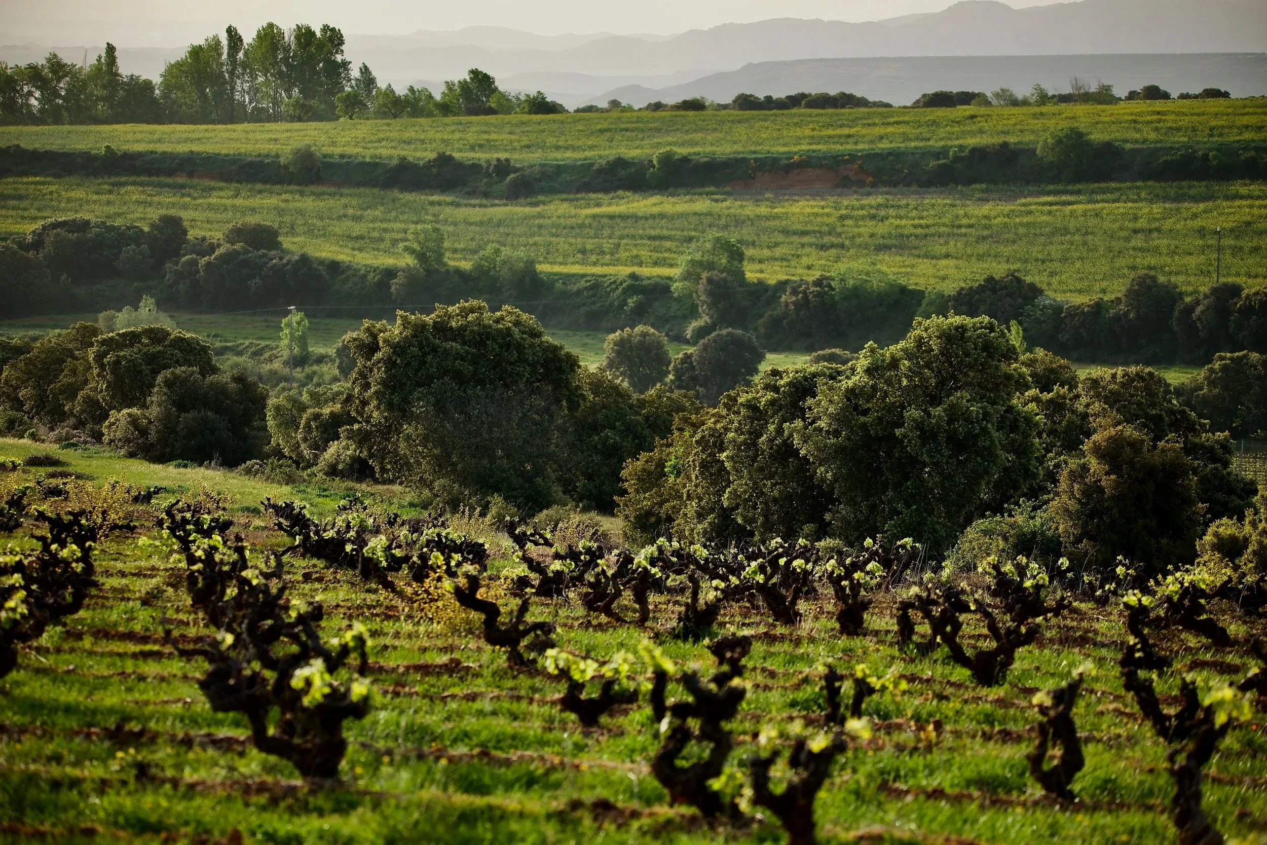 Un viñedo de viñas viejas en un paisaje natural en Casa La Rad, en la Rioja Oriental.