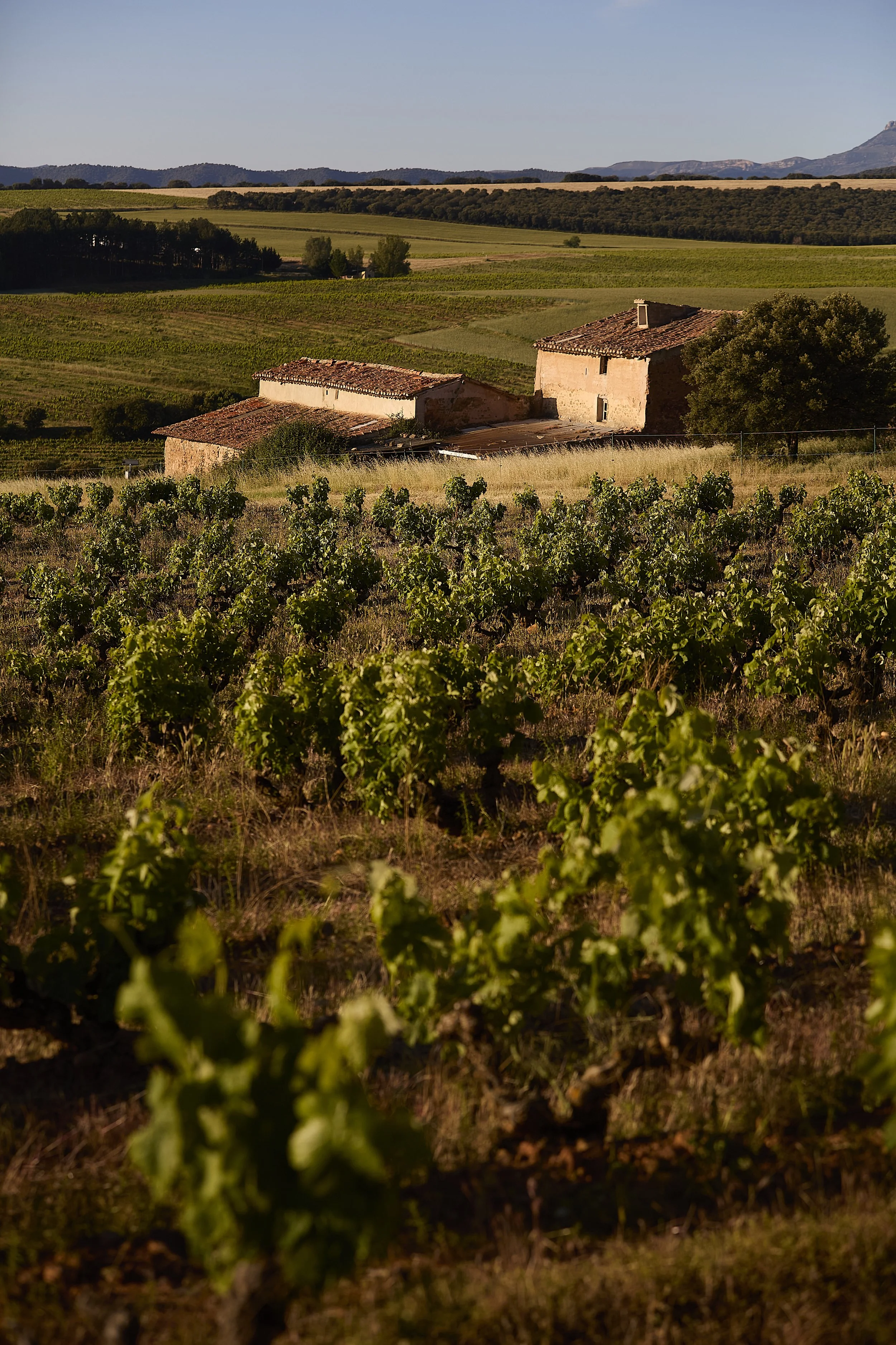 El histórico alojamiento y viñedos Casa La Rad, en medio del paisaje biodiverso del valle del Ocón.