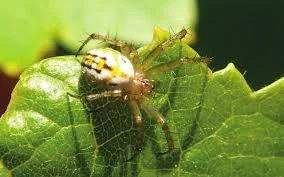 Insectos beneficiosos en el ecosistema del viñedo de Casa La Rad