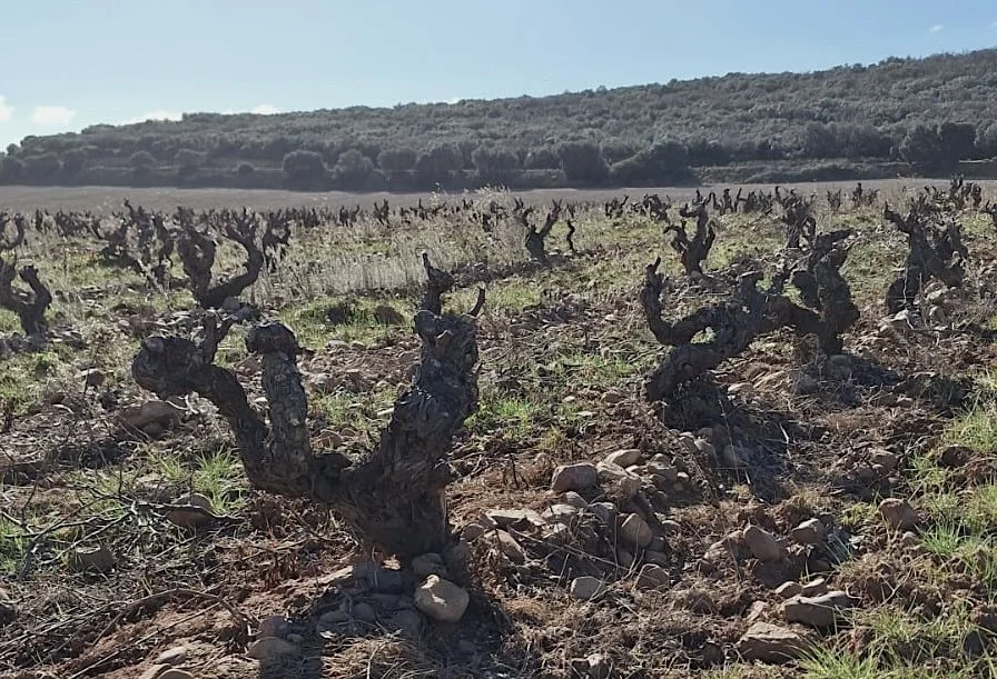 Viñas viejas de Casa La Rad en Rioja Oriental
