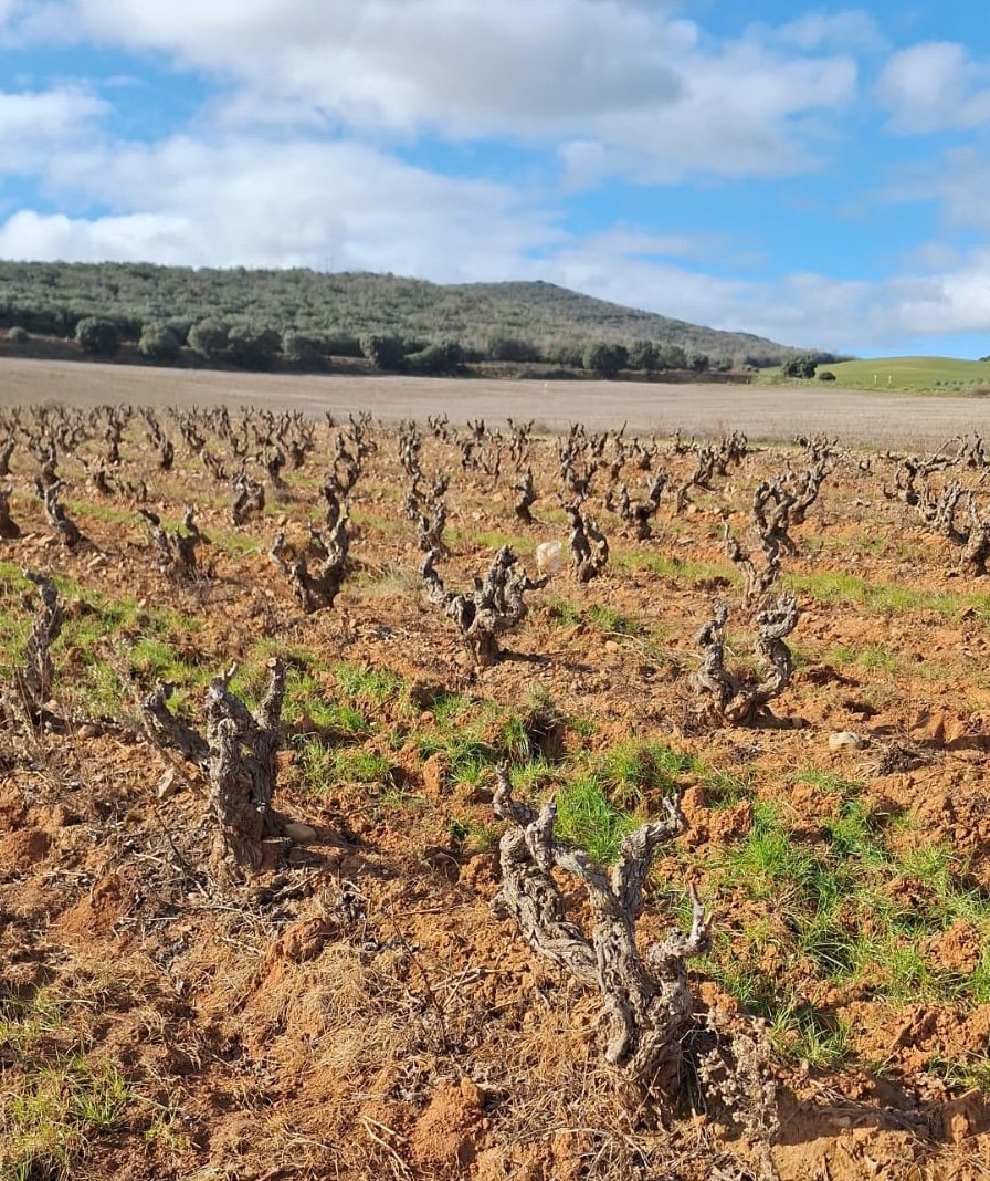 Cepas viejas de garnacha cultivadas en vaso