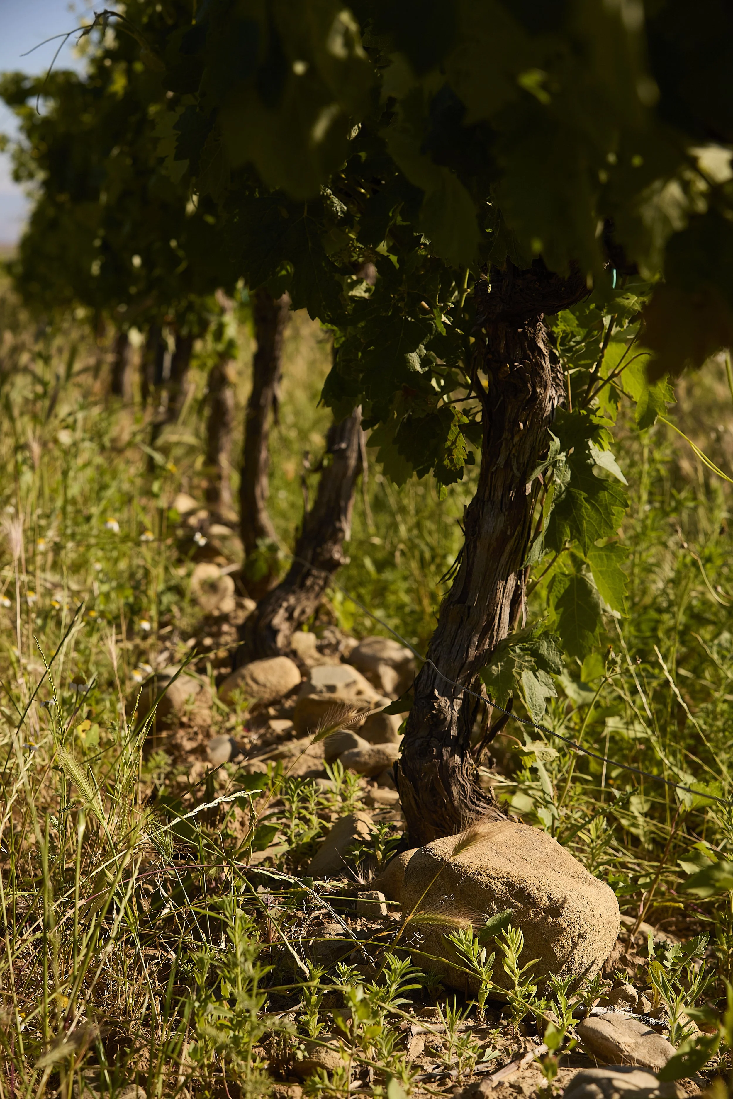 Cepa sobre suelo pedregoso en el viñedo de Casa La Rad