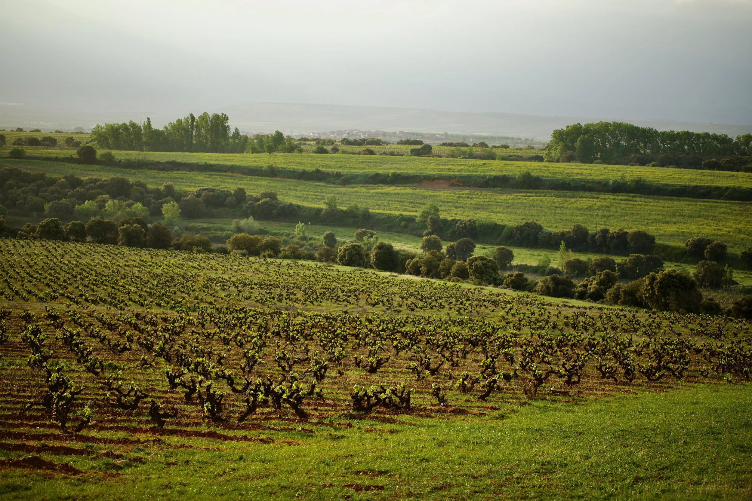 Viñas viejas situadas en un paisaje natural en Casa La Rad, en la Rioja Oriental.