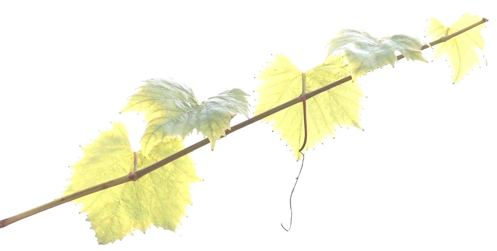 Hoja de vid en los viñedos de Casa La Rad
