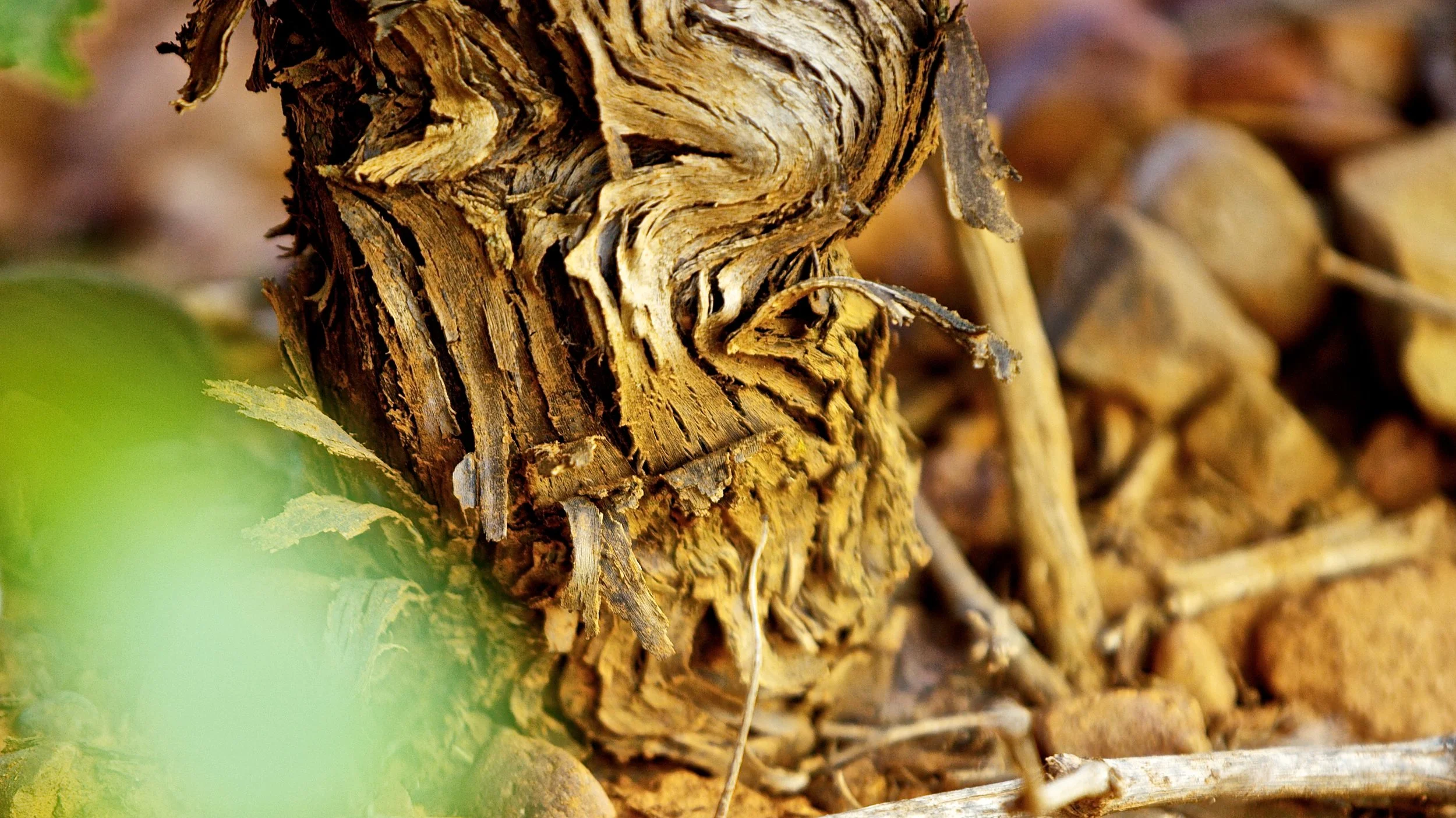 Cepas viejas en el viñedo de Casa La Rad