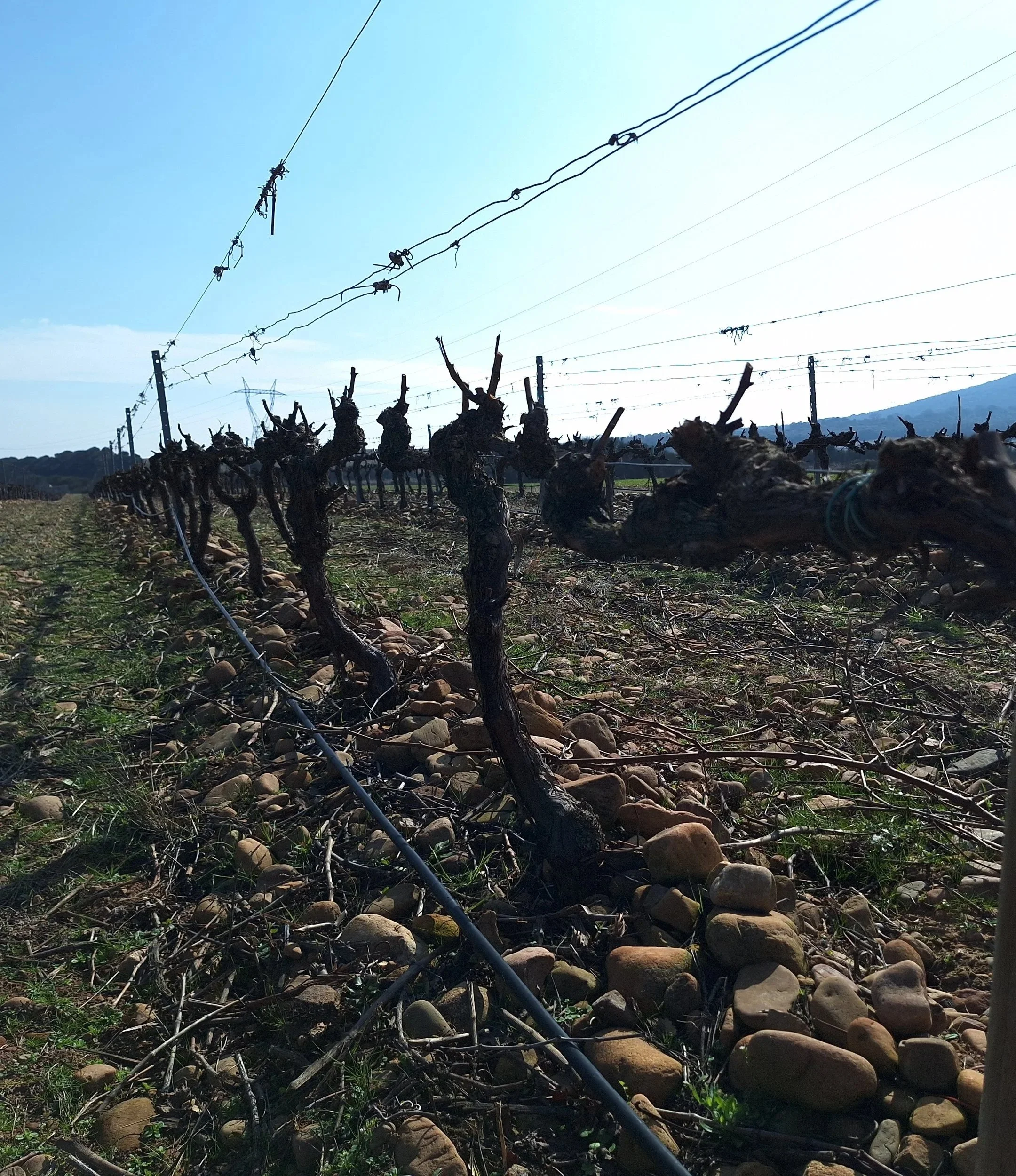 Viñas en espaldera en un suelo pedregoso en Casa La Rad, en la Rioja Oriental