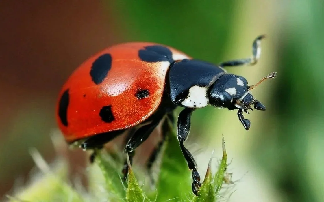 Insectos beneficiosos en el ecosistema del viñedo de Casa La Rad