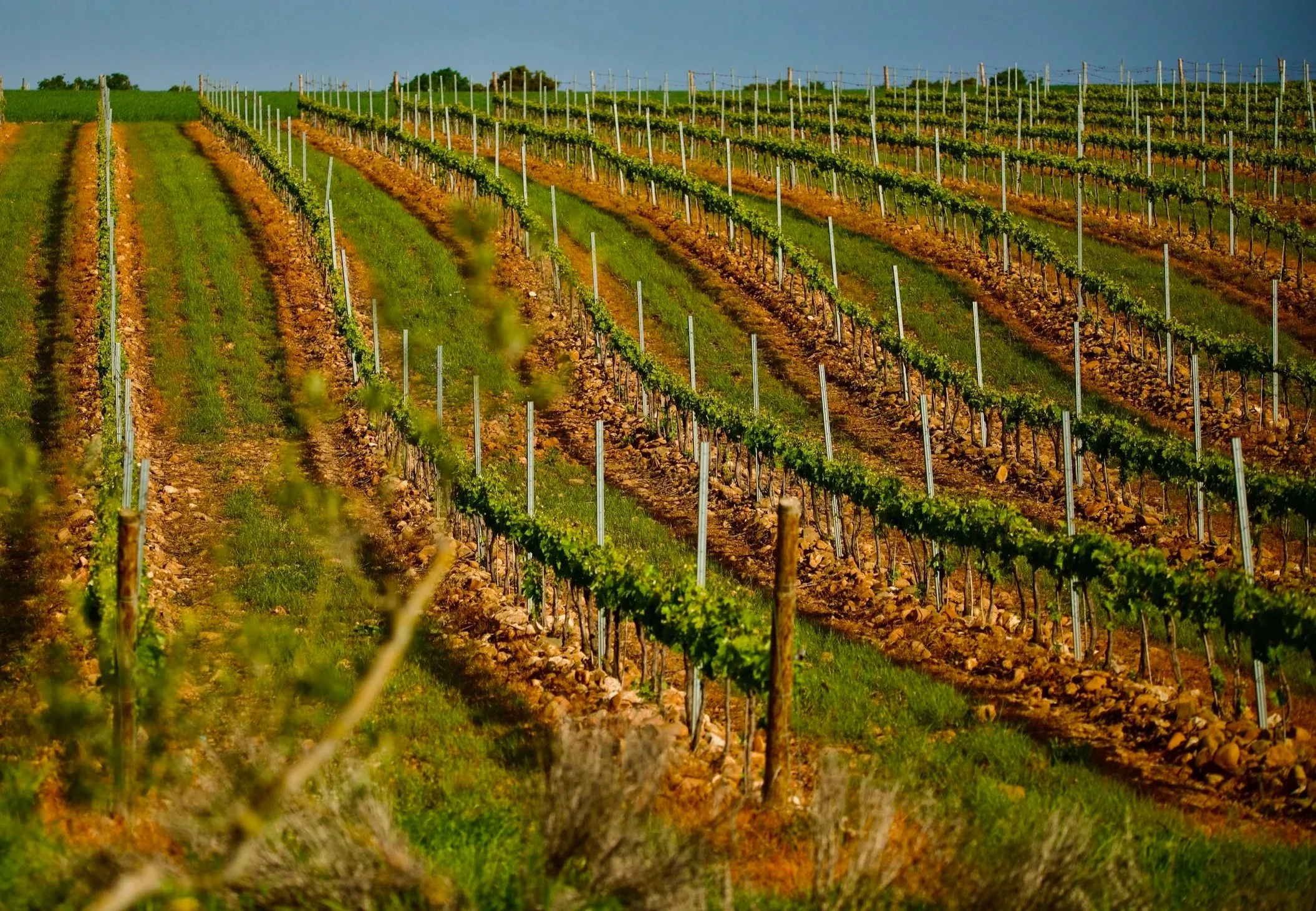 Viñas en espaldera en un suelo arcilloso y rocoso en Casa La Rad, en la Rioja Oriental.