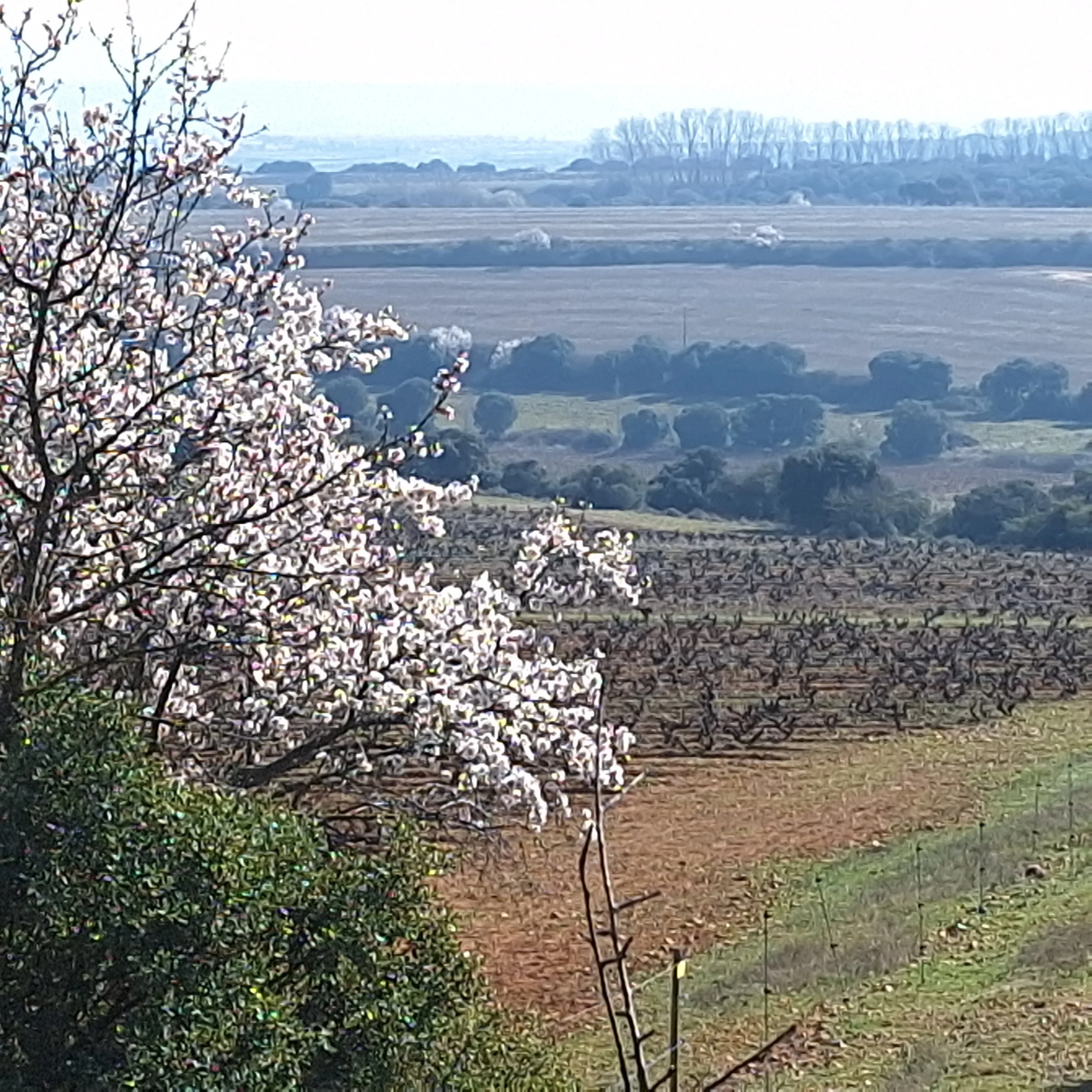 Viñedos y paisaje agrícola en el Valle de Ocón, Rioja Oriental