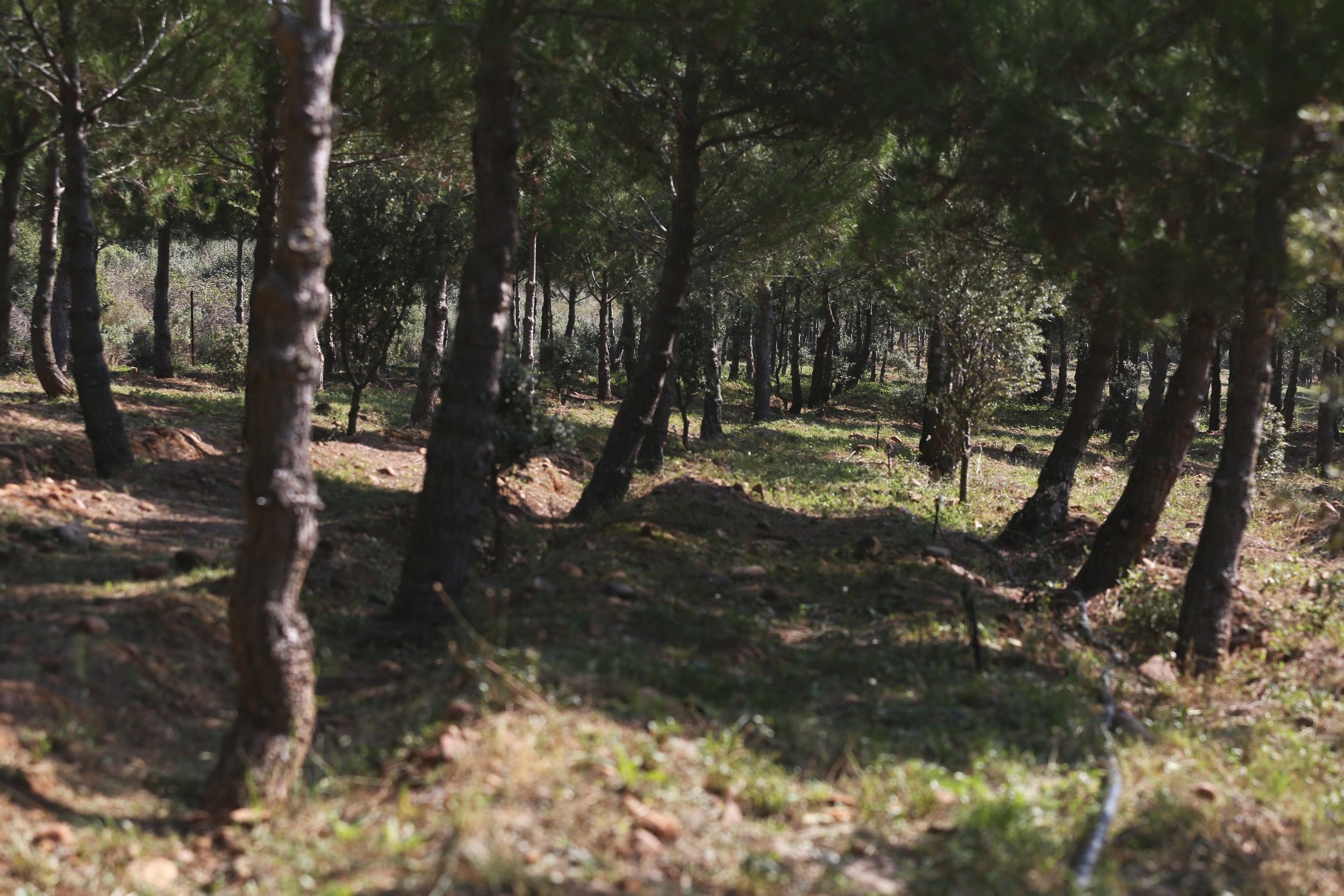 Bosque mediterráneo dentro de la finca Casa La Rad en Rioja Oriental
