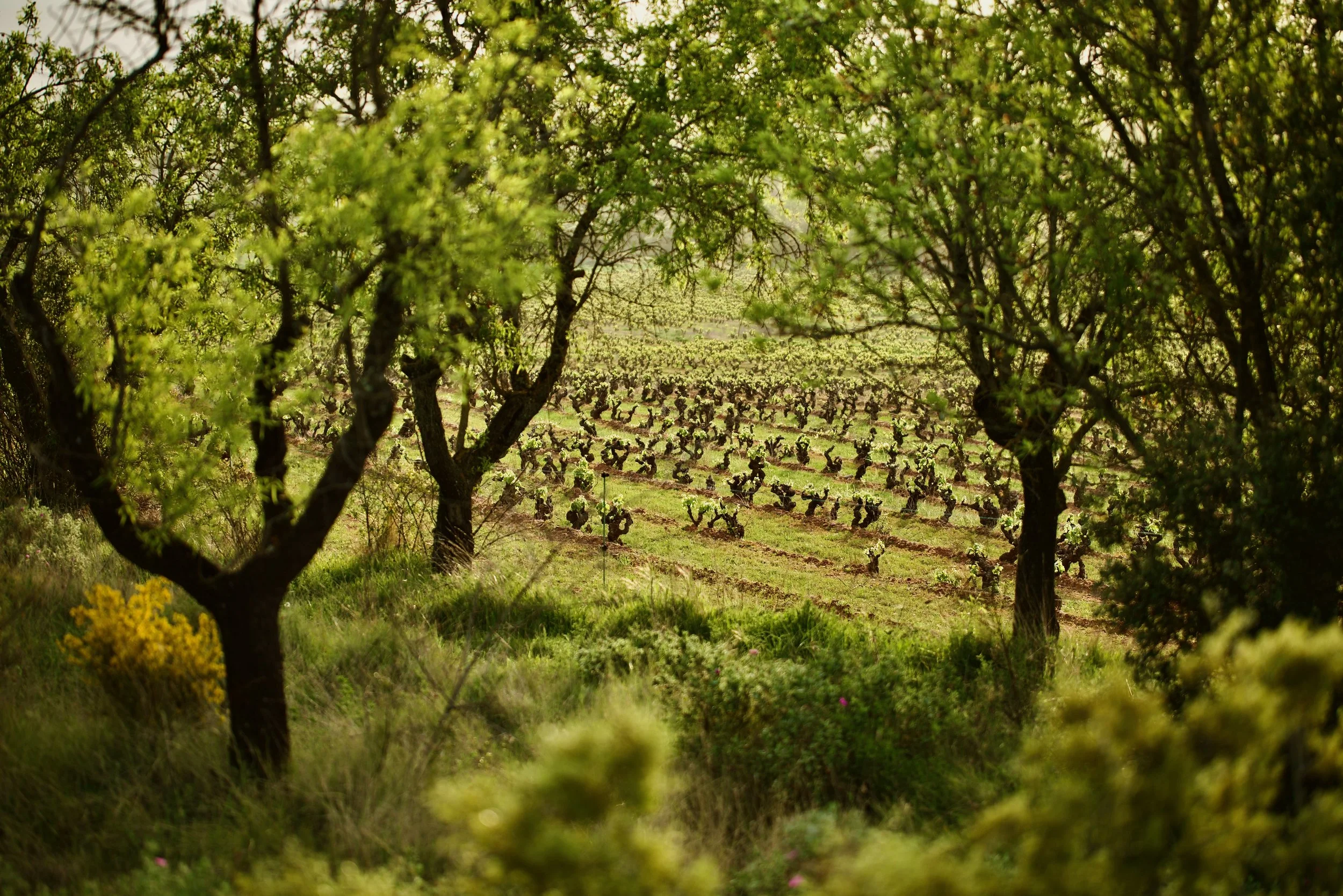 Viñas cultivadas en vaso vistas a través de una hilera de árboles en Casa La Rad, en la Rioja Oriental.