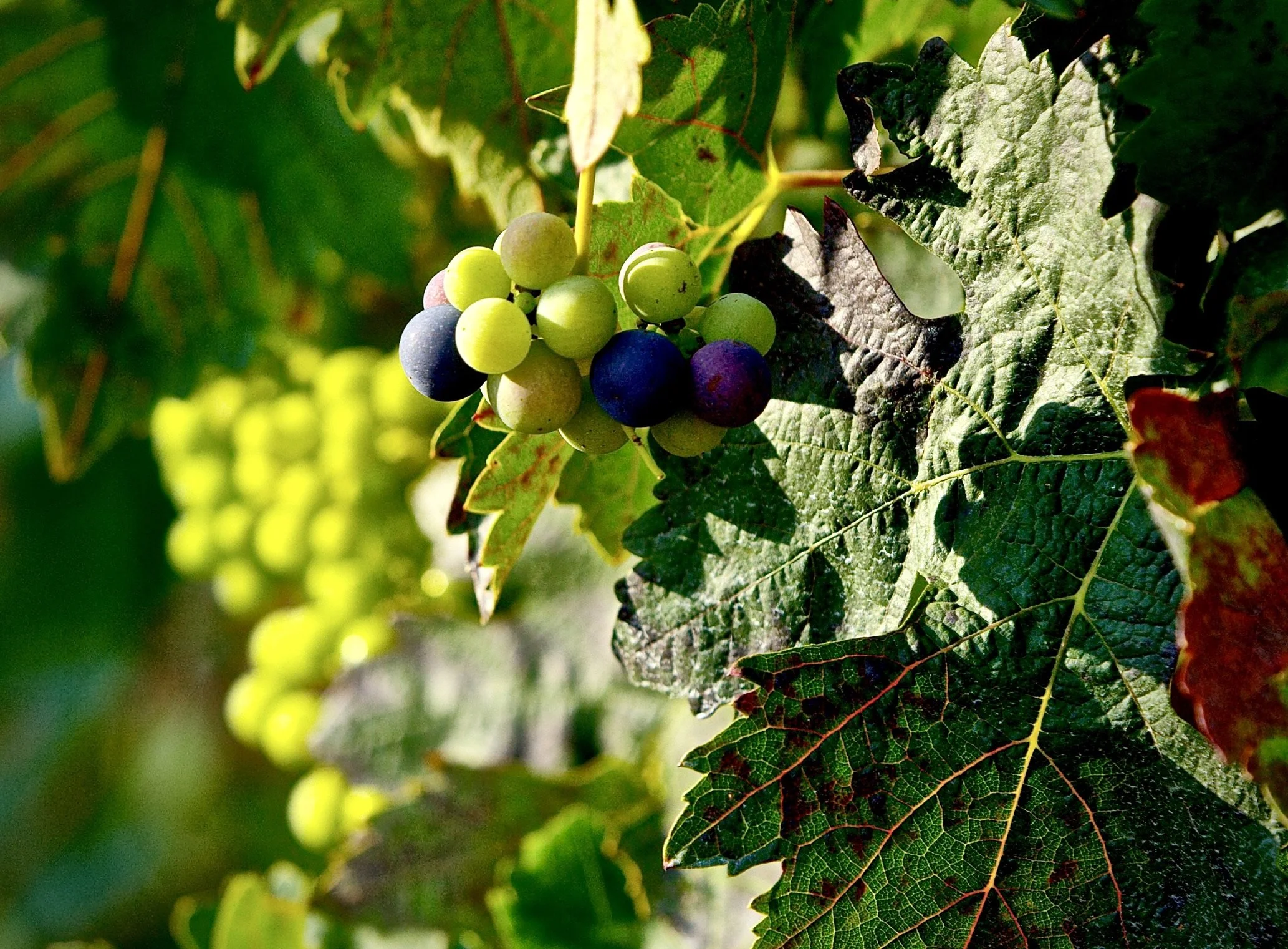 Racimo de uva en el viñedo Casa La Rad