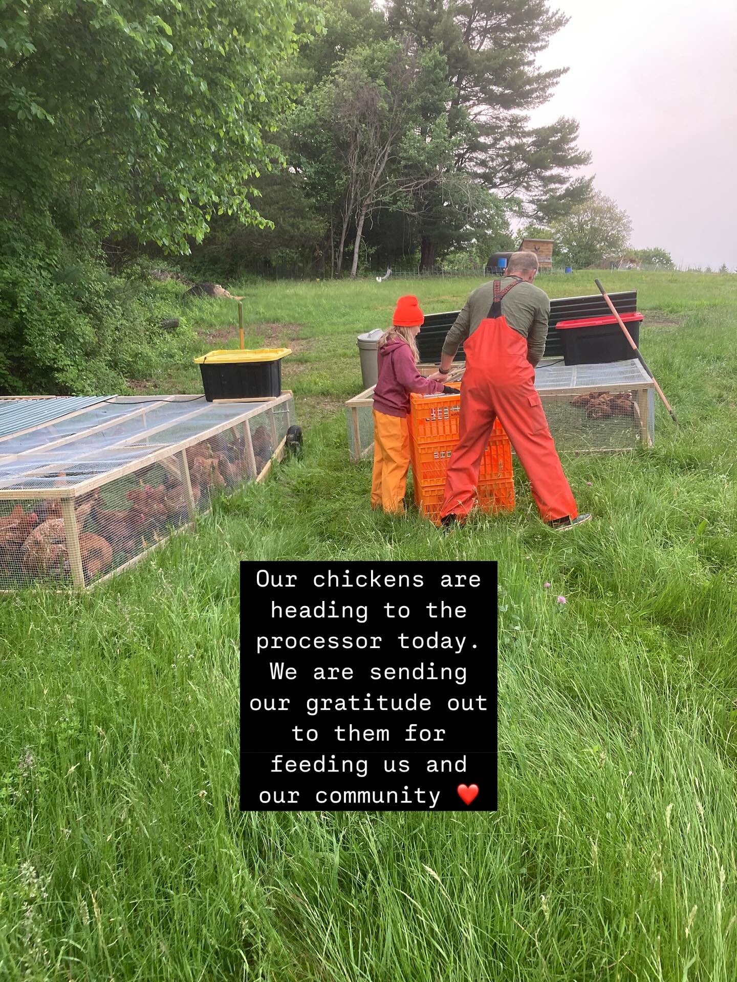 Today we said goodbye to our first meat chickens of this season. This morning fills me with gratitude for these creatures who are raised to feed and nourish us and I have some extra gratitude for our oldest daughter, Layla, who woke up at 5:15 to hel