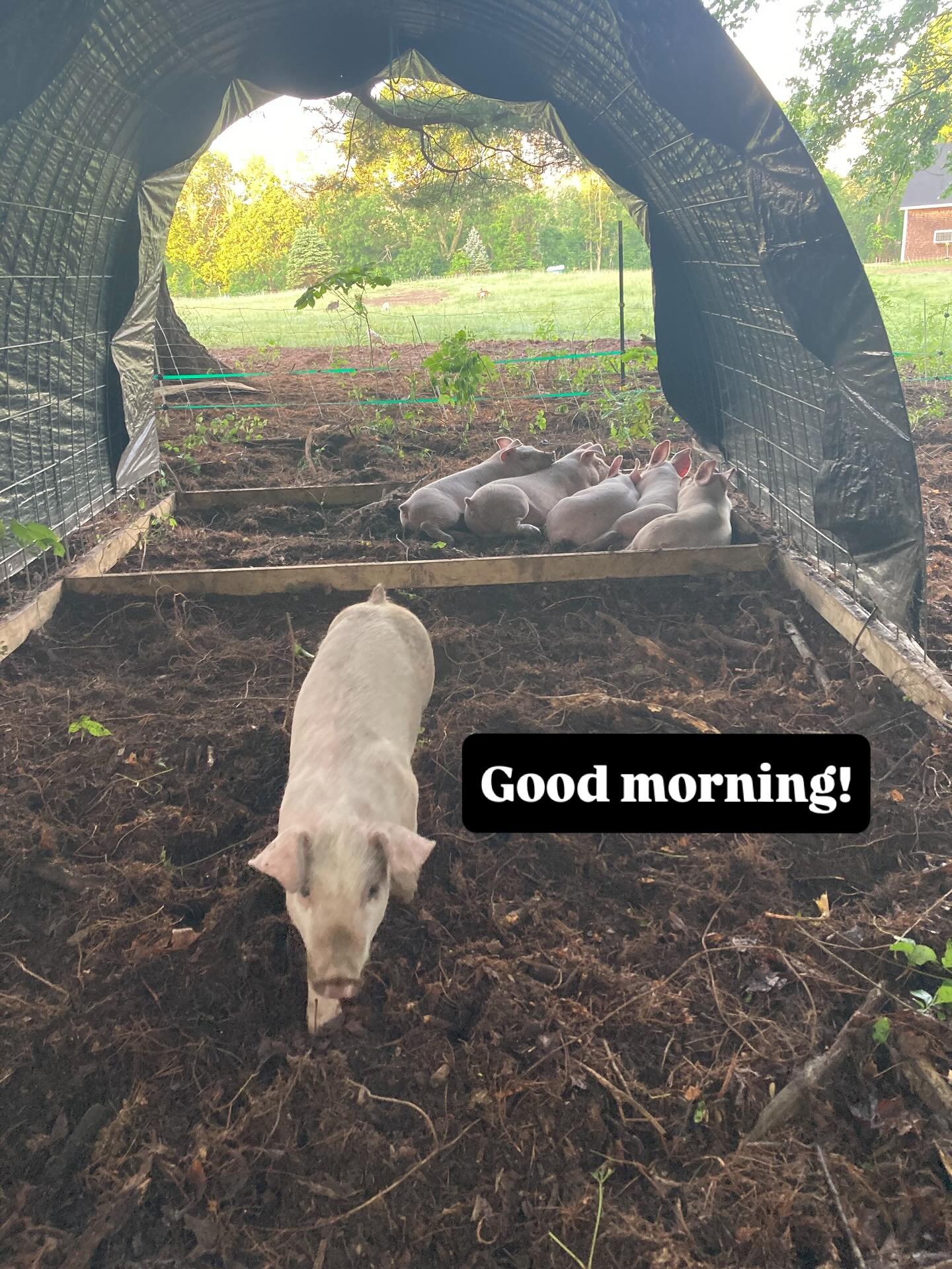 Watching the pigs move to the woods has been incredible- they are so happy and so good at digging up bittersweet. What would take me months takes them days. Plus they make the best pig piles ever and love morning back scratches 🐖🐖🐖🐖🐖🐖